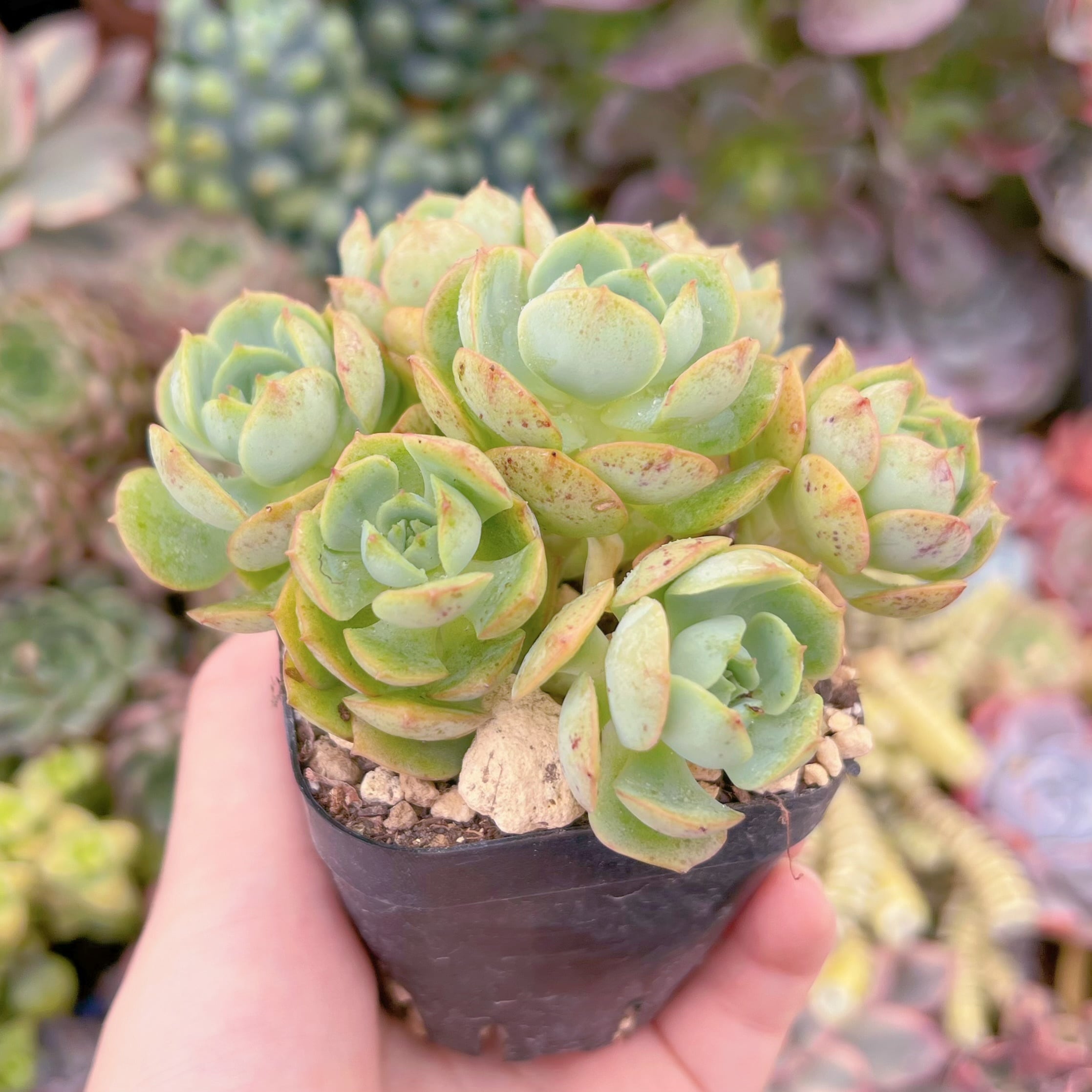 現品 イタリアローズ#A62 るる農園 | るる農園~多肉植物専門