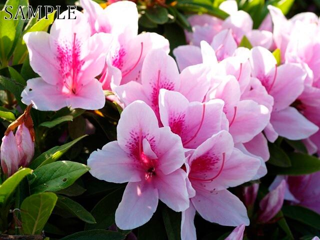 長岡天満宮　ツツジ　JPEG