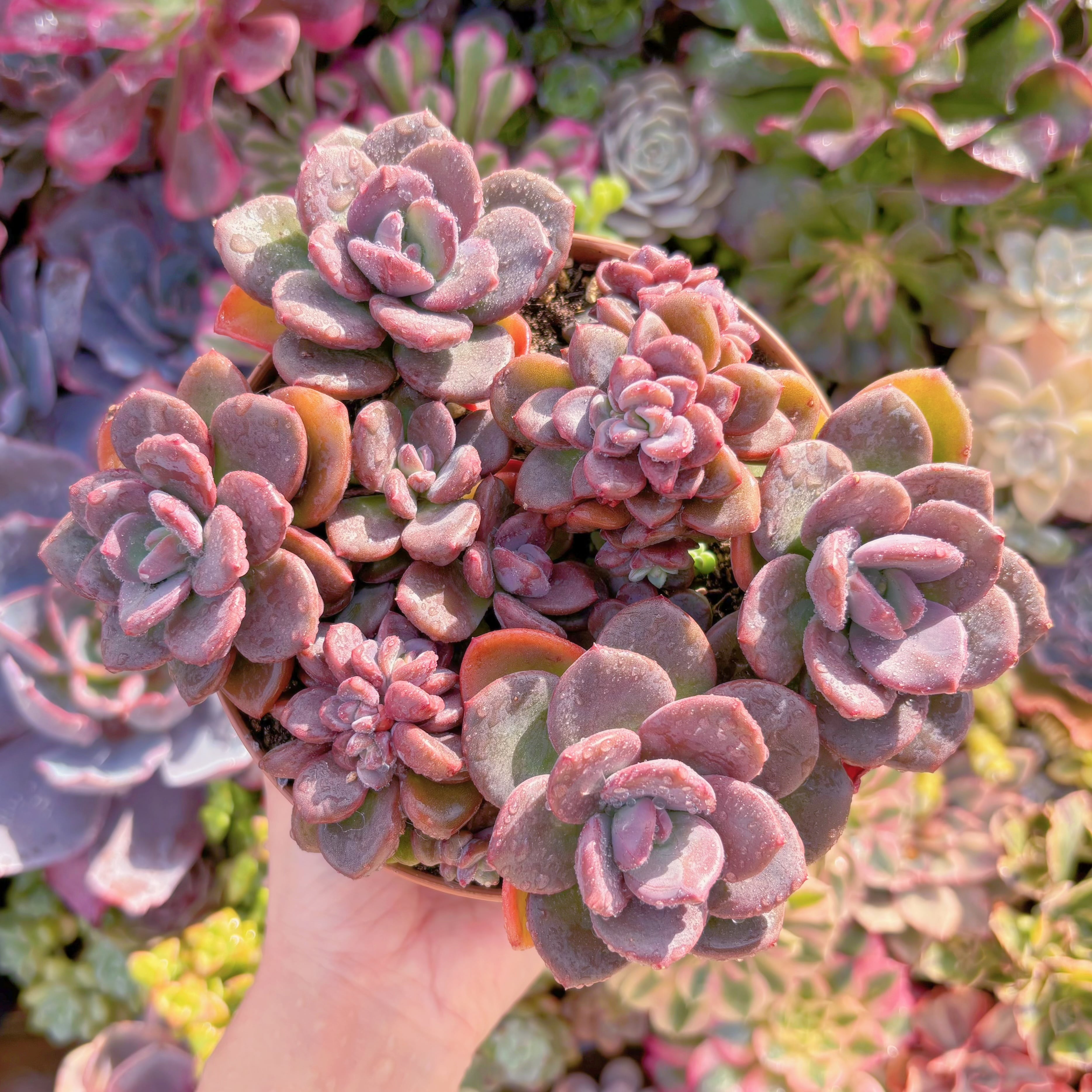 現品　トリュフ(松露)#2210　希少　在庫僅少　新入荷　るる農園