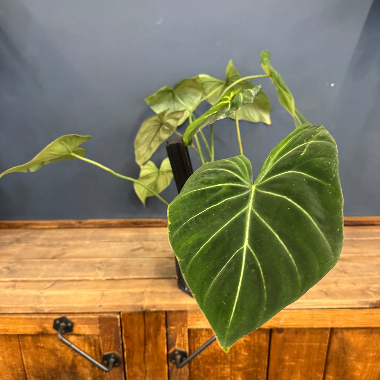 【クリアランス】フィロデンドロン グロリオーサム【776】