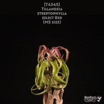 【送料無料】streptophylla select Red〔エアプランツ〕現品発送T4345