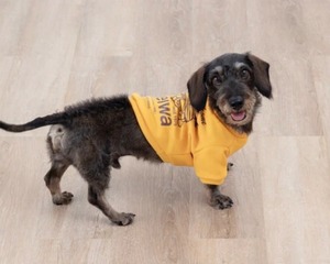 即納【HAREIWA】クールネックスウェット／supermarket(2color)