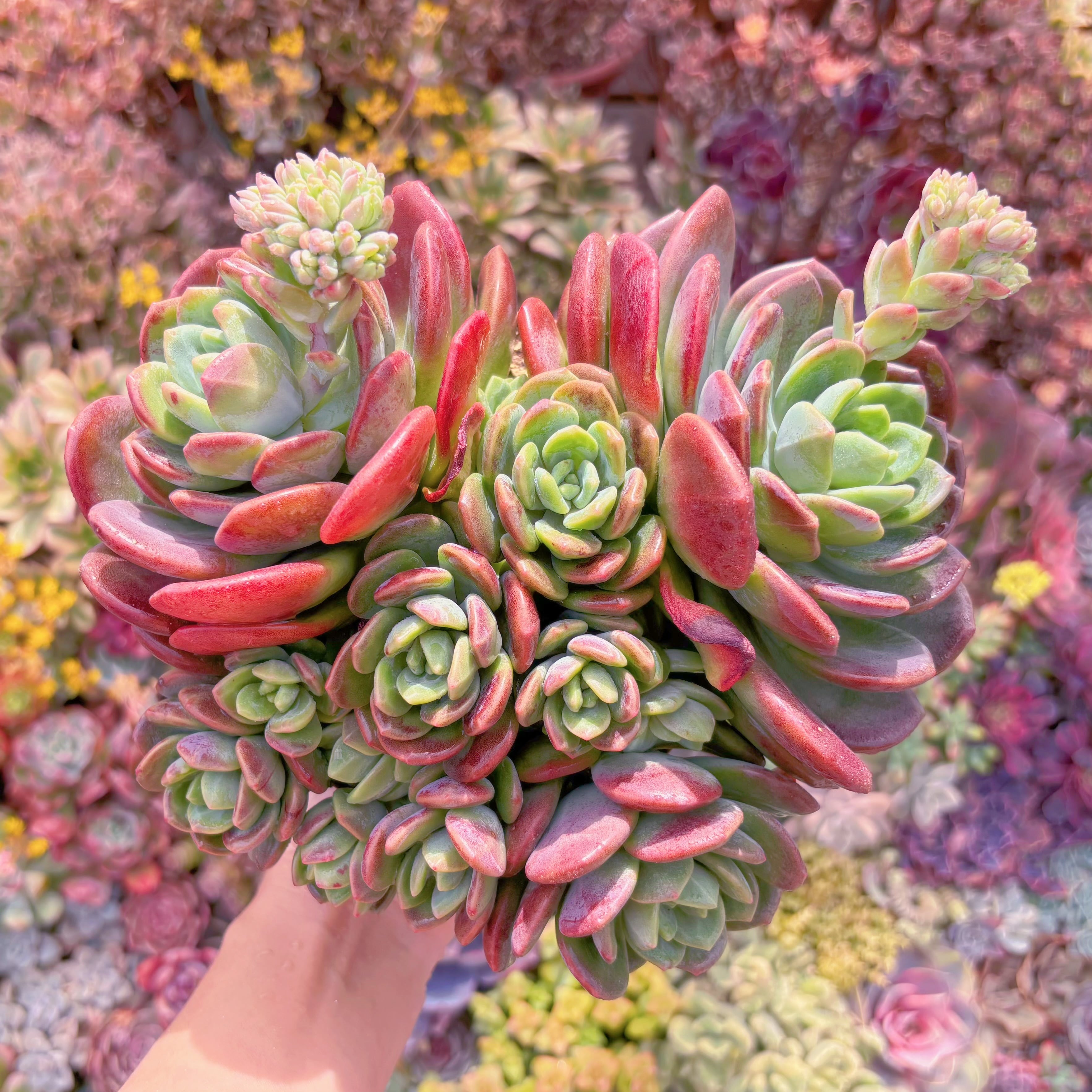 現品　ラサノカール#M181　特大群生　新入荷　るる農園