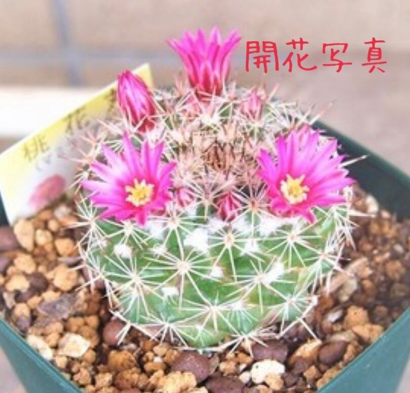 ご確認用 花サボテン3種