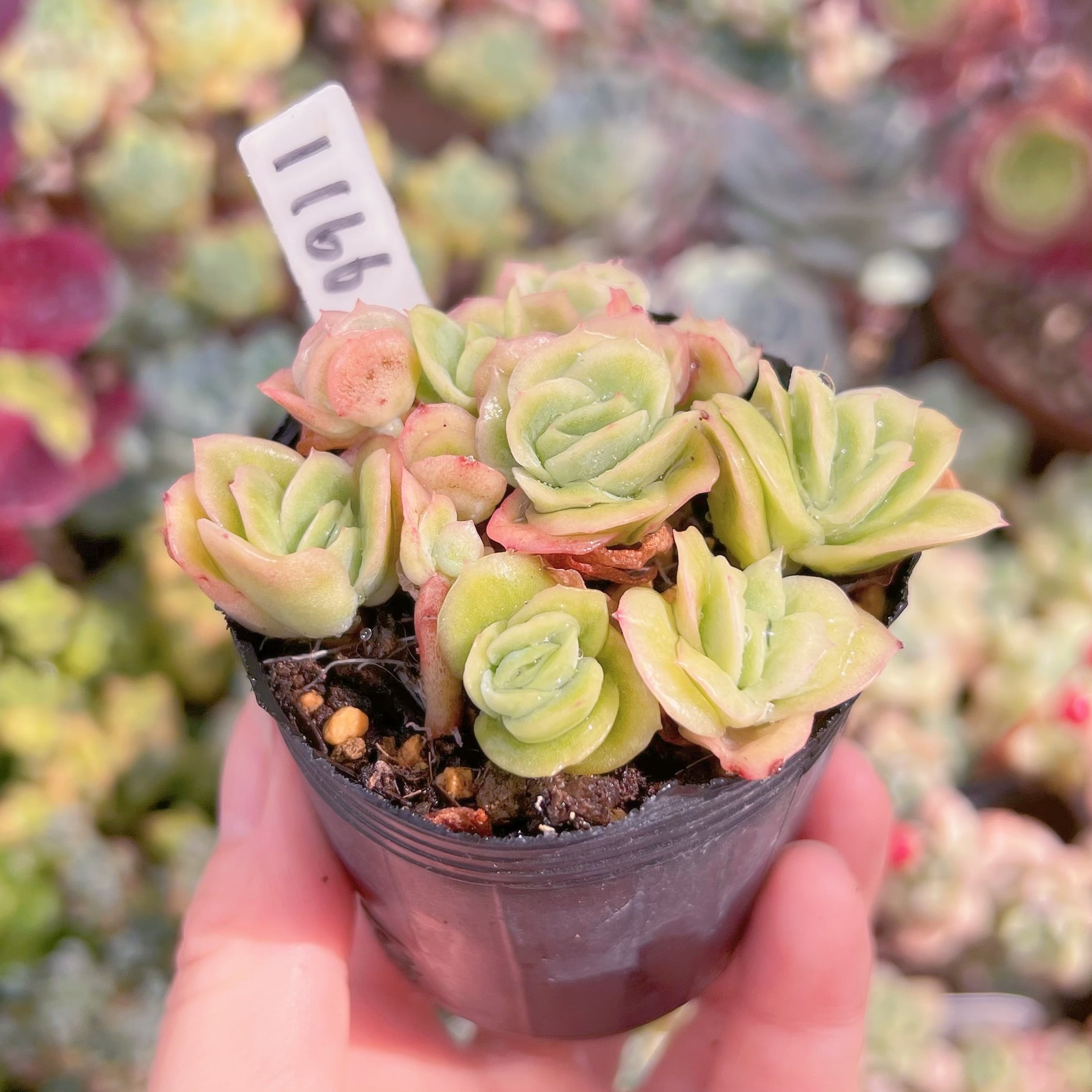 現品 アイスラブリーローズ錦#1166 るる農園 | るる農園~多肉植物専門