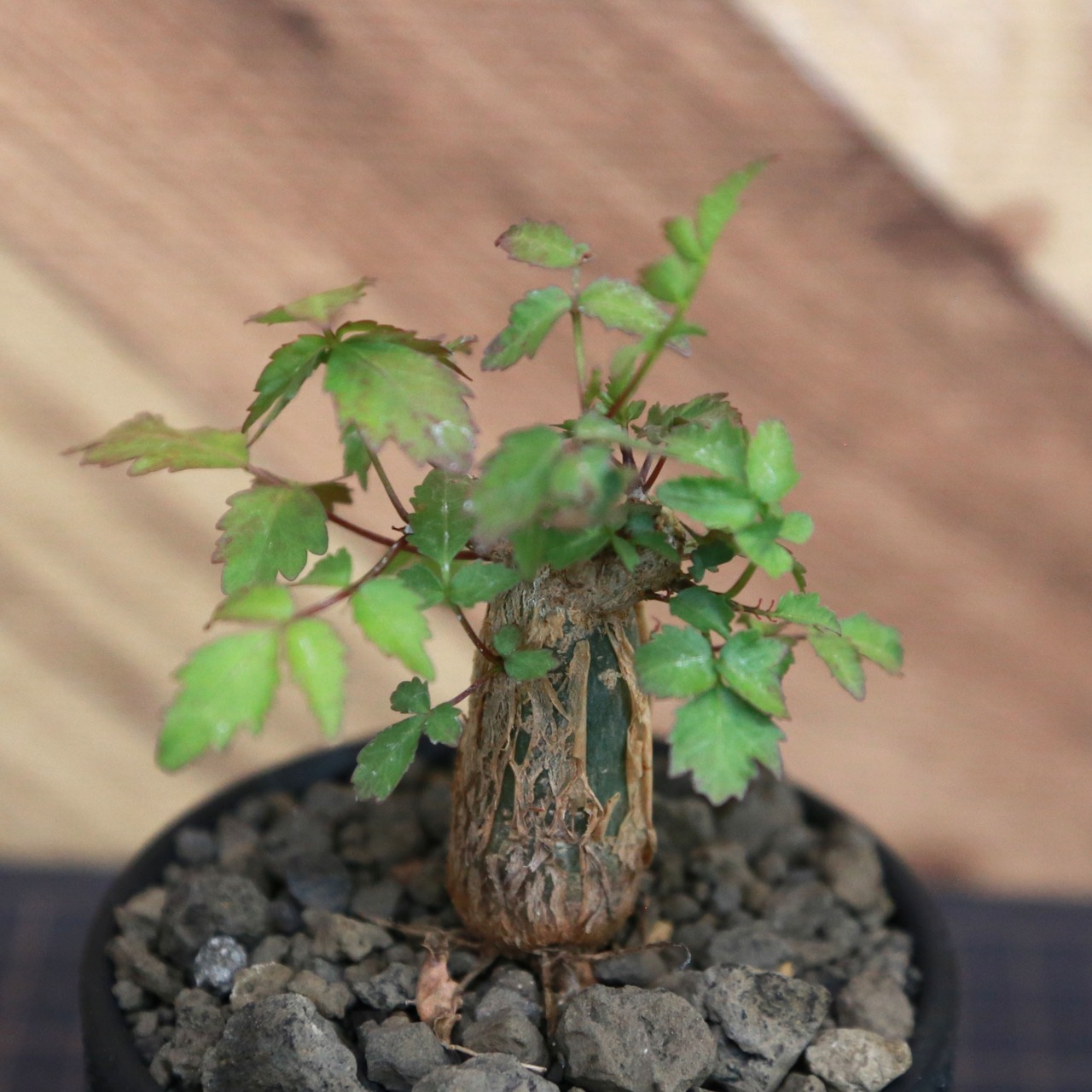 Bursera fagaroides (ブルセラ ファガロイデス) / 小株(3号鉢)/Lot.001