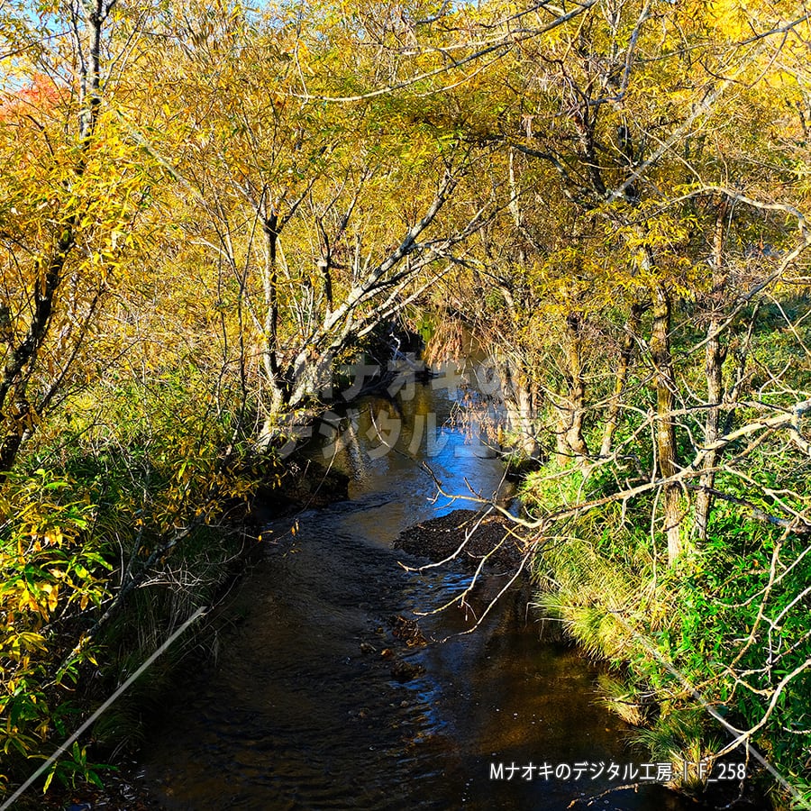 紅葉のトンネルと川 【F_258】　Autumn leaves tunnel and river