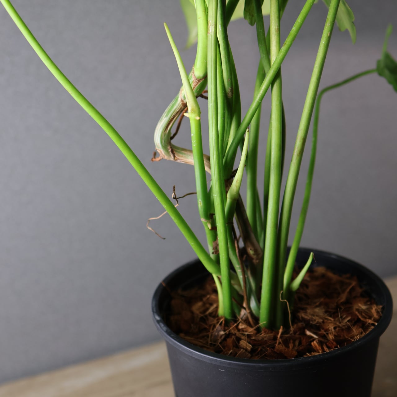 425 彫刻のような葉『フィロデンドロン ドラゴンスカル』観葉植物