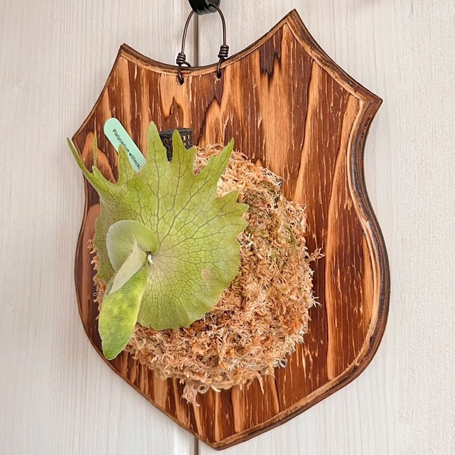 ビカクシダ ウィリンキー 板付 【観葉植物 室内 コウモリラン】