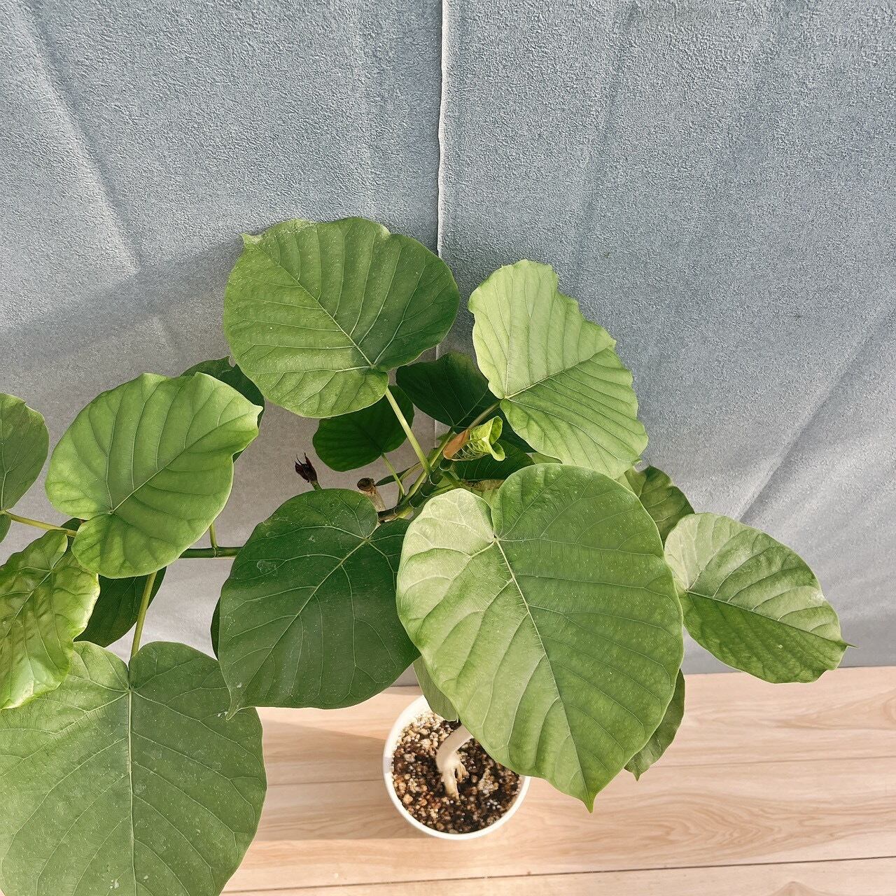 現品］19番 フィカス ウンベラータ 曲がり 7号 観葉植物 室内 ゴムの木