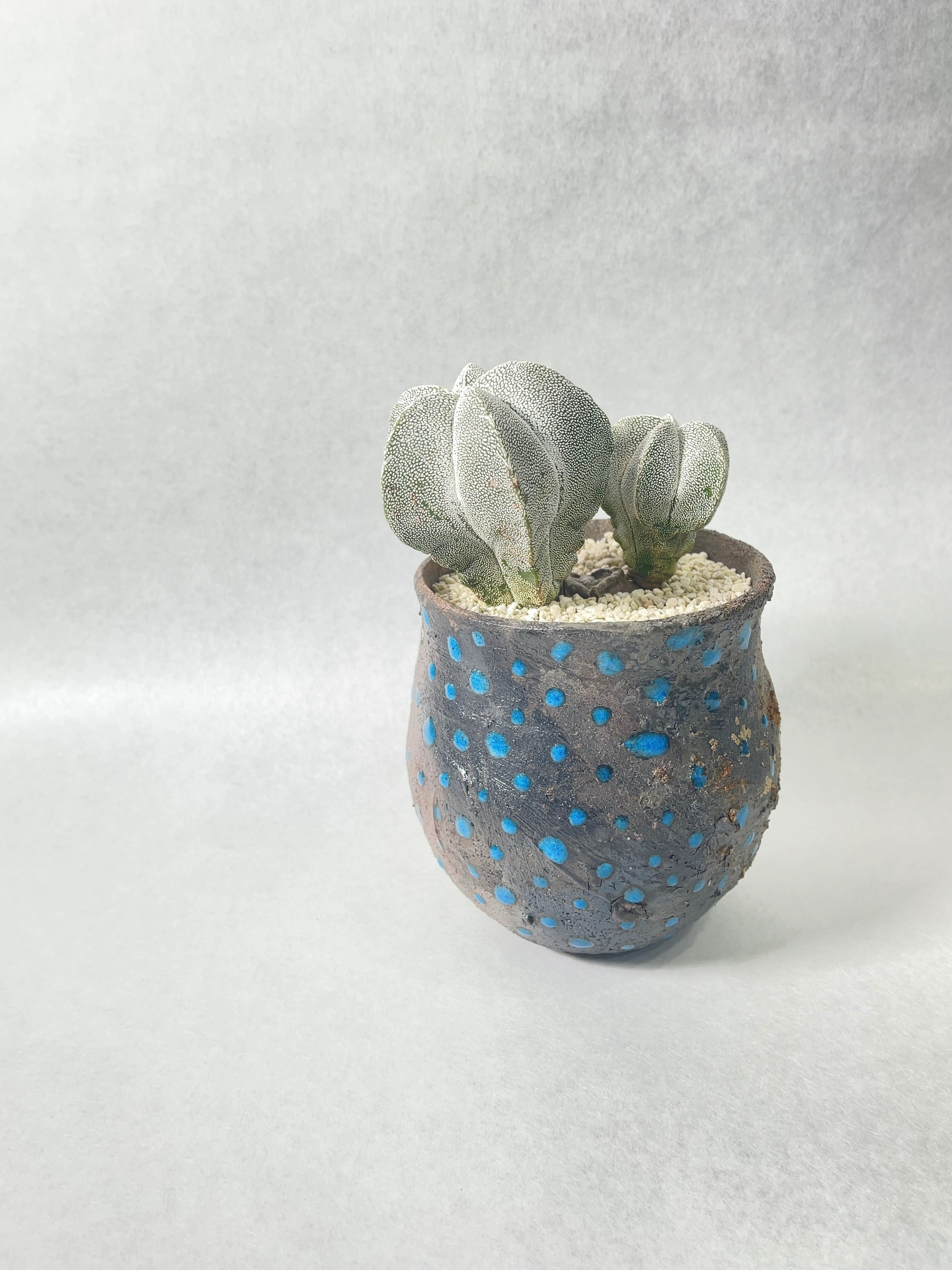 アストロフィツム・恩塚鸞鳳玉 | trigger