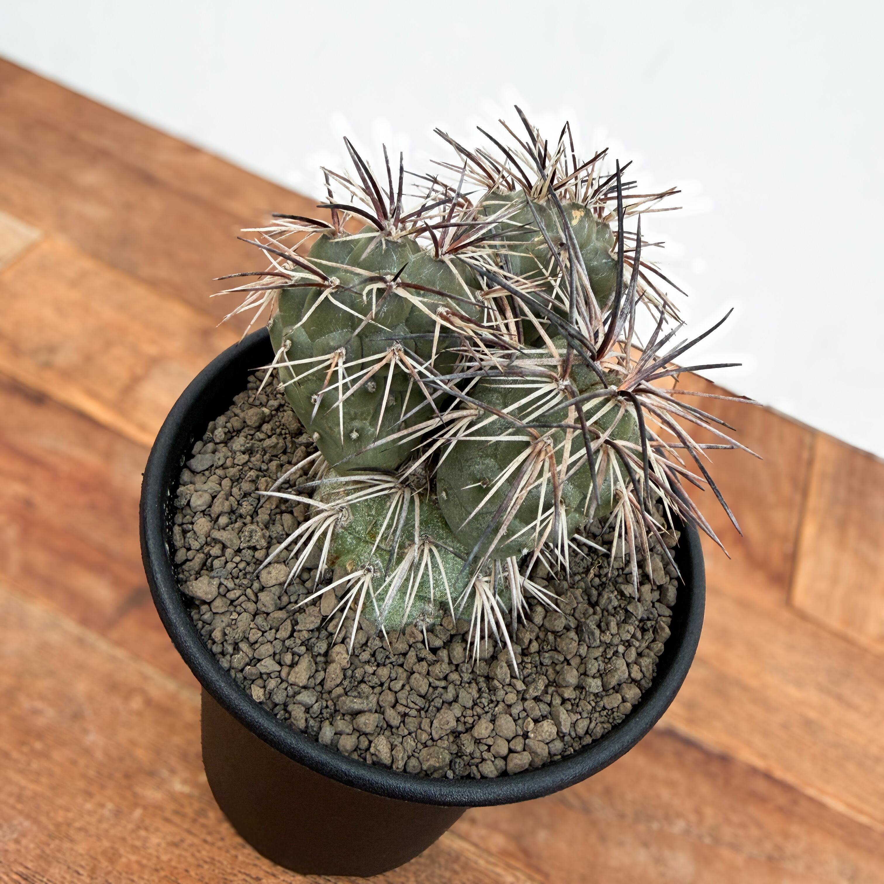 Tephrocactus alexanderi【テフロカクタス・アレキサンデリ】 | RIMO'S