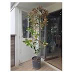 Magnolia grandiflora 'little gem'