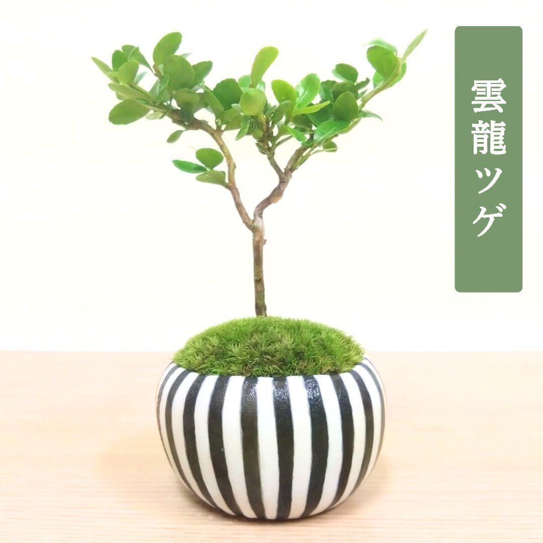 POTOCO 唐楓 カエデ 通天楓 観葉植物 陶器鉢 盆栽 小品盆栽 苔玉 POTOCO 唐楓 カエデ 観葉植物 ストライプ 陶器鉢 盆栽 小品盆栽 苔玉