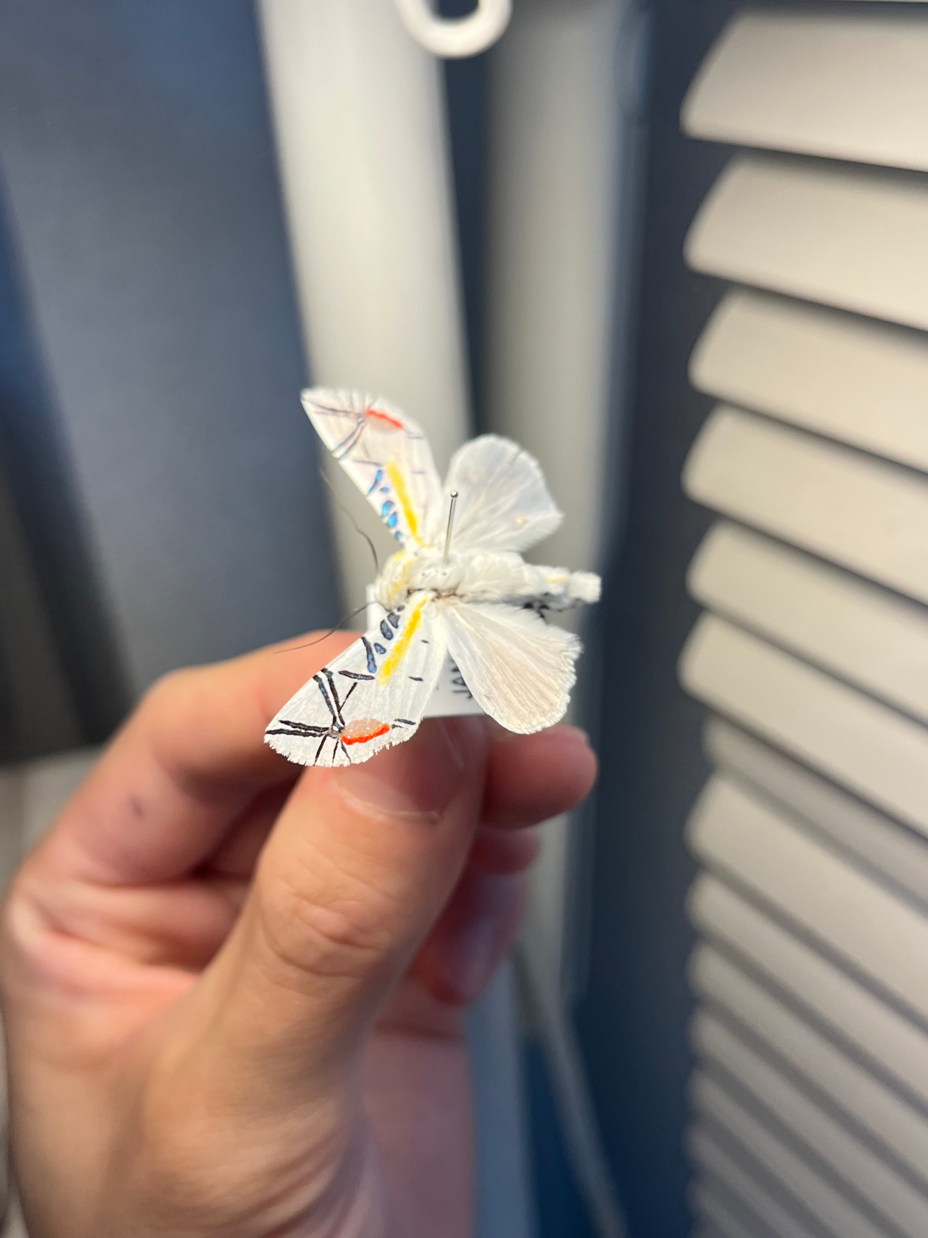 LAST個体】ピカソモスタナバタユタカヤガ蛾ルナモスミズアオモルフォ