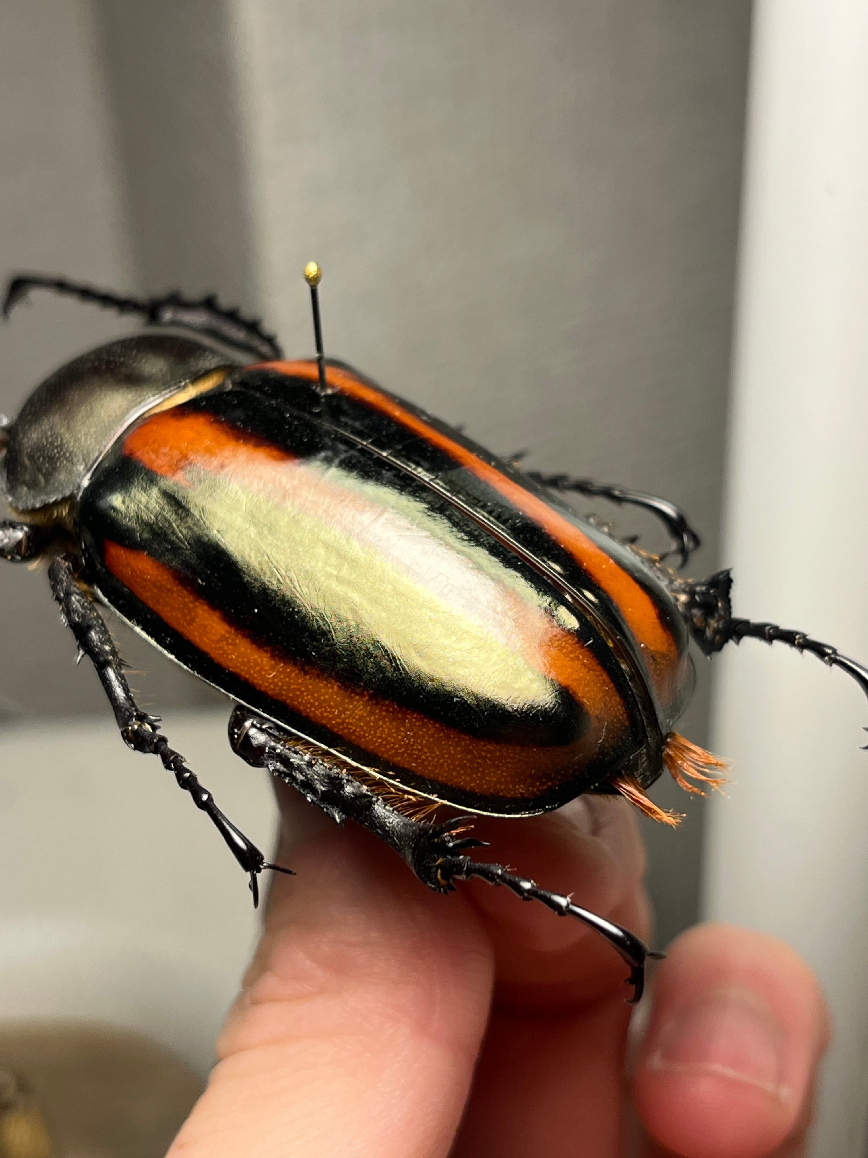 手長黄金最高峰】セスジドウナガテナガコガネ ♀標本 プラチナコガネ