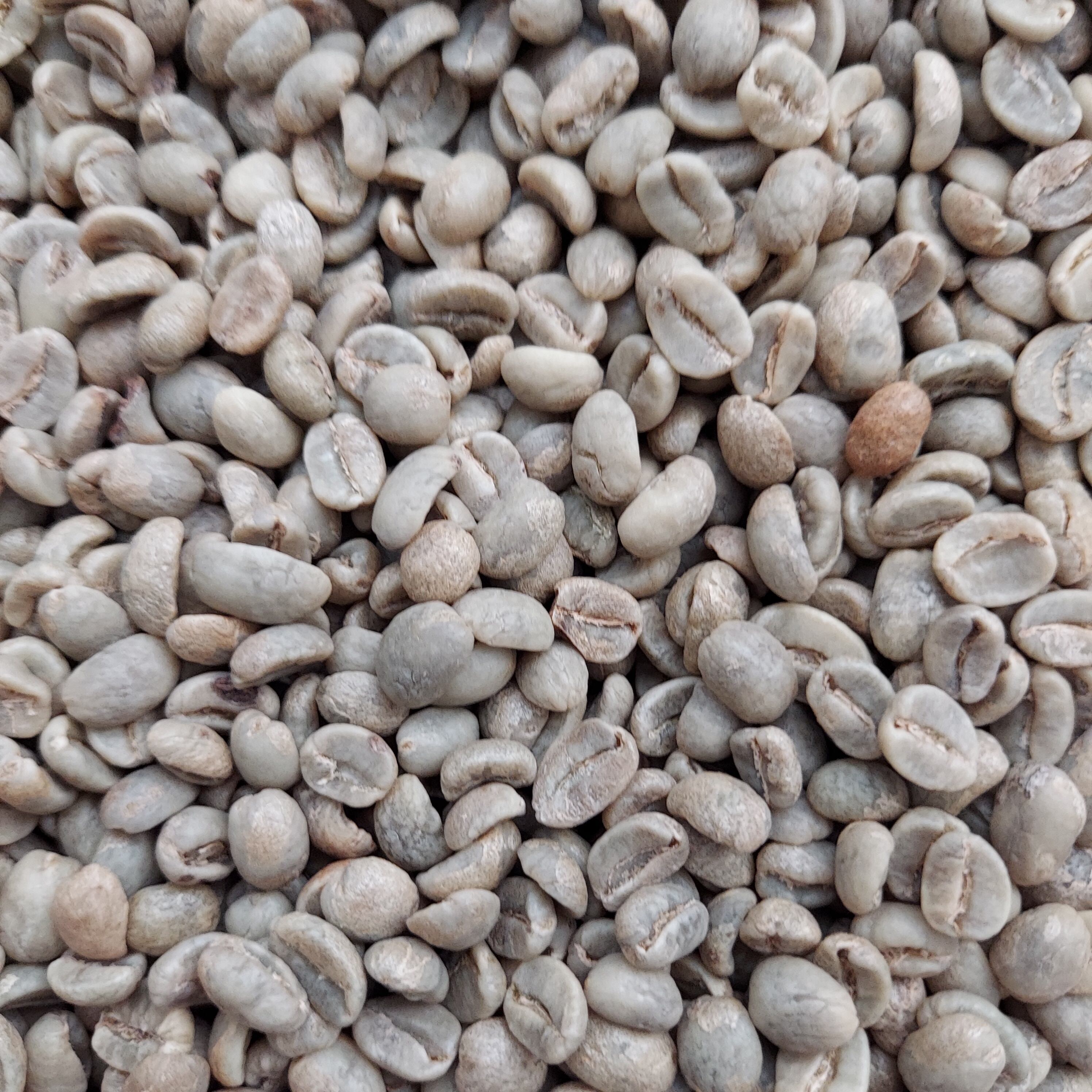 4kg 16800円（300gあたり1260円）モカ ゲイシャ 大容量 プリマロフト 