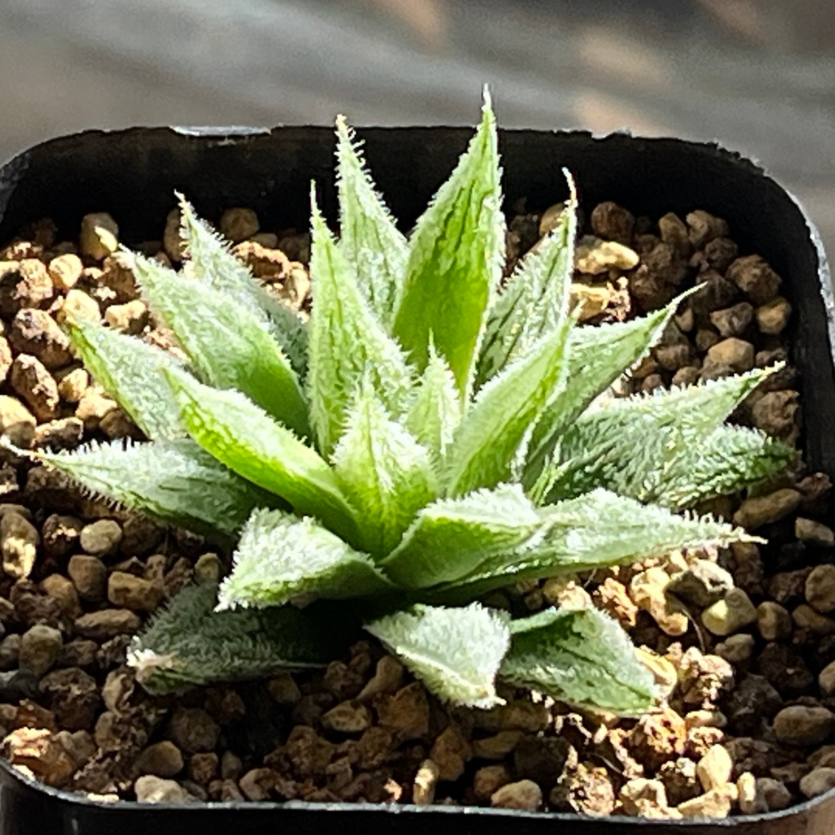 ベヌスタ系 | mocono_plants