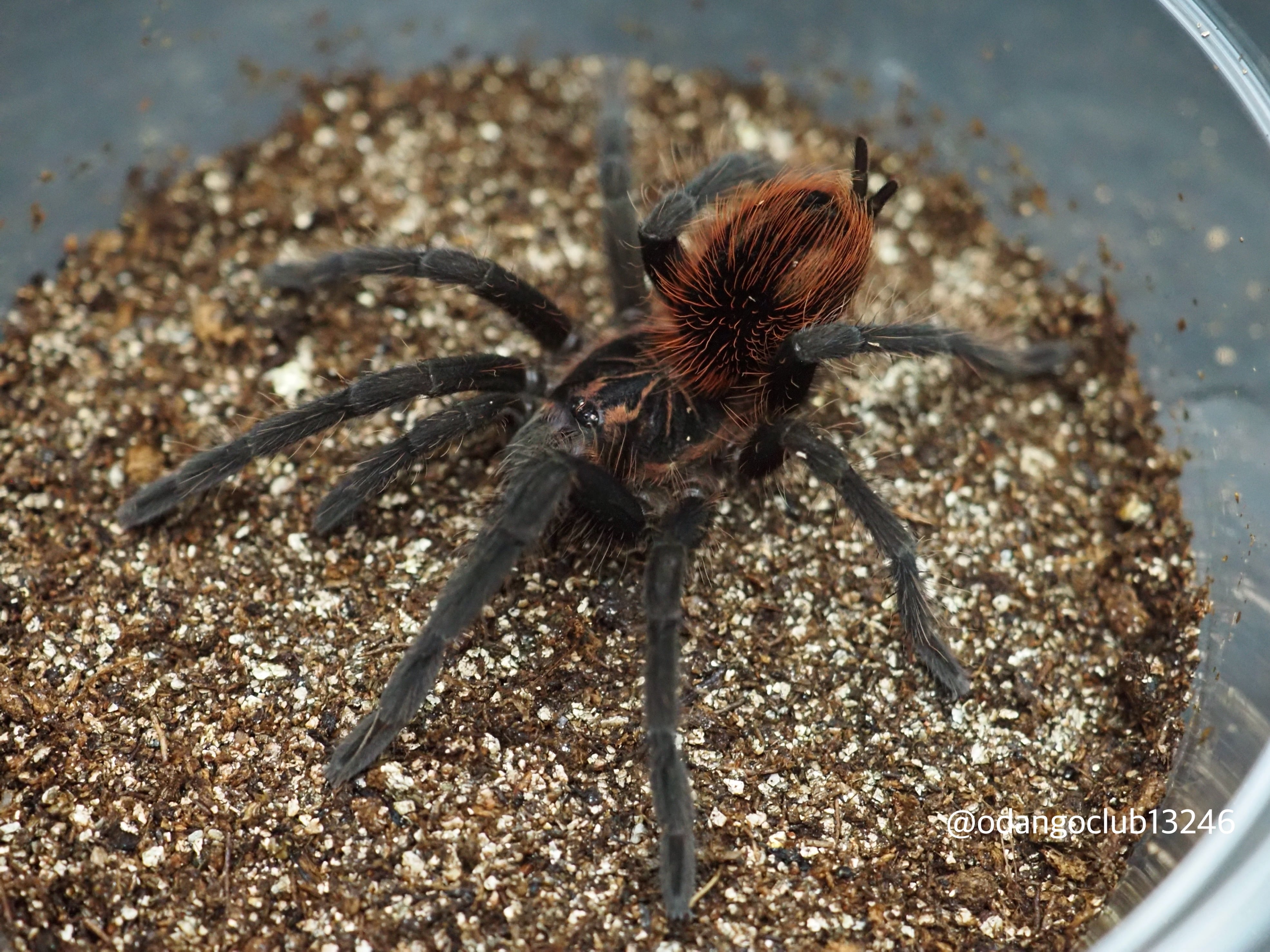 Pamphobeteus sp. 
