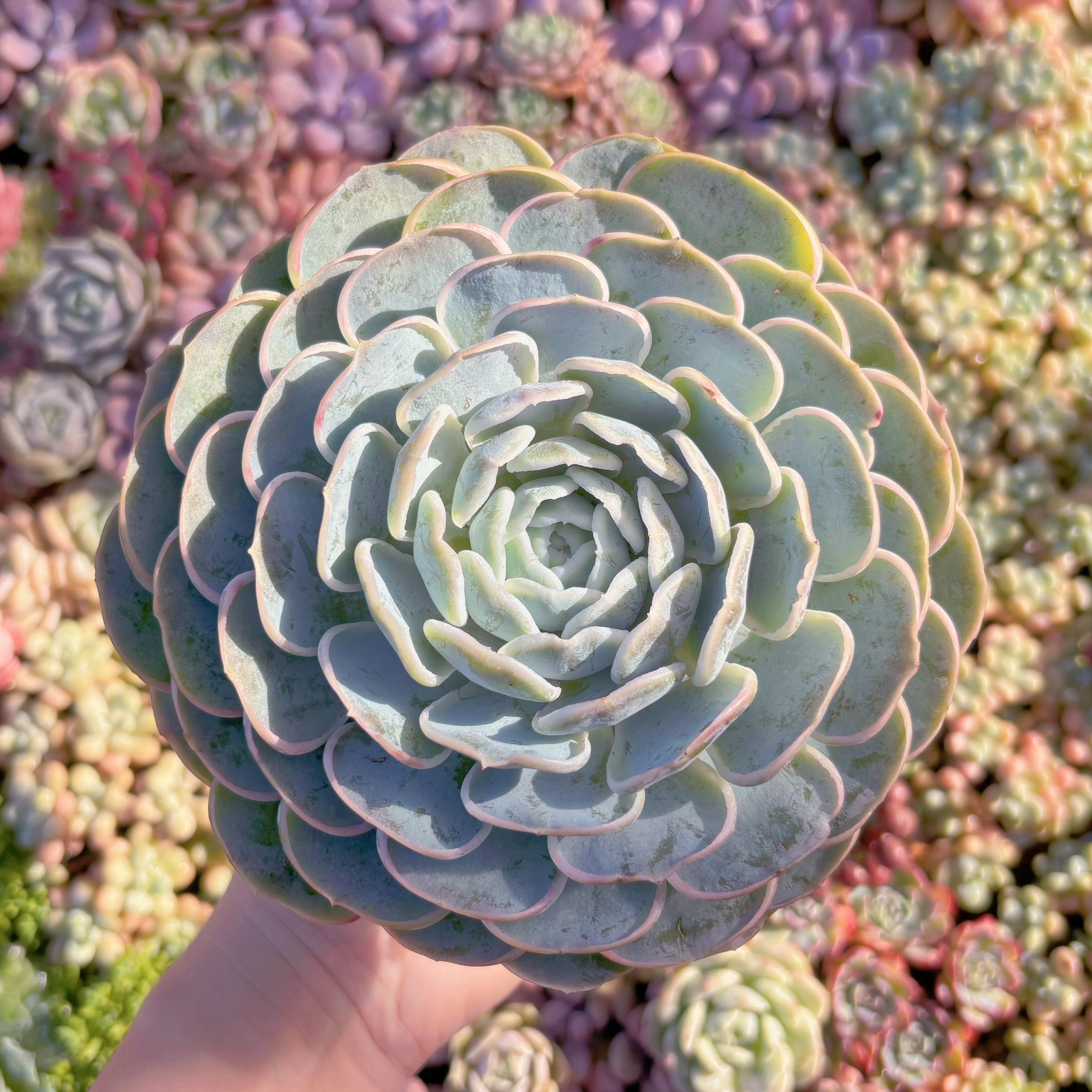 現品　新品種　芍薬#M082　るる農園