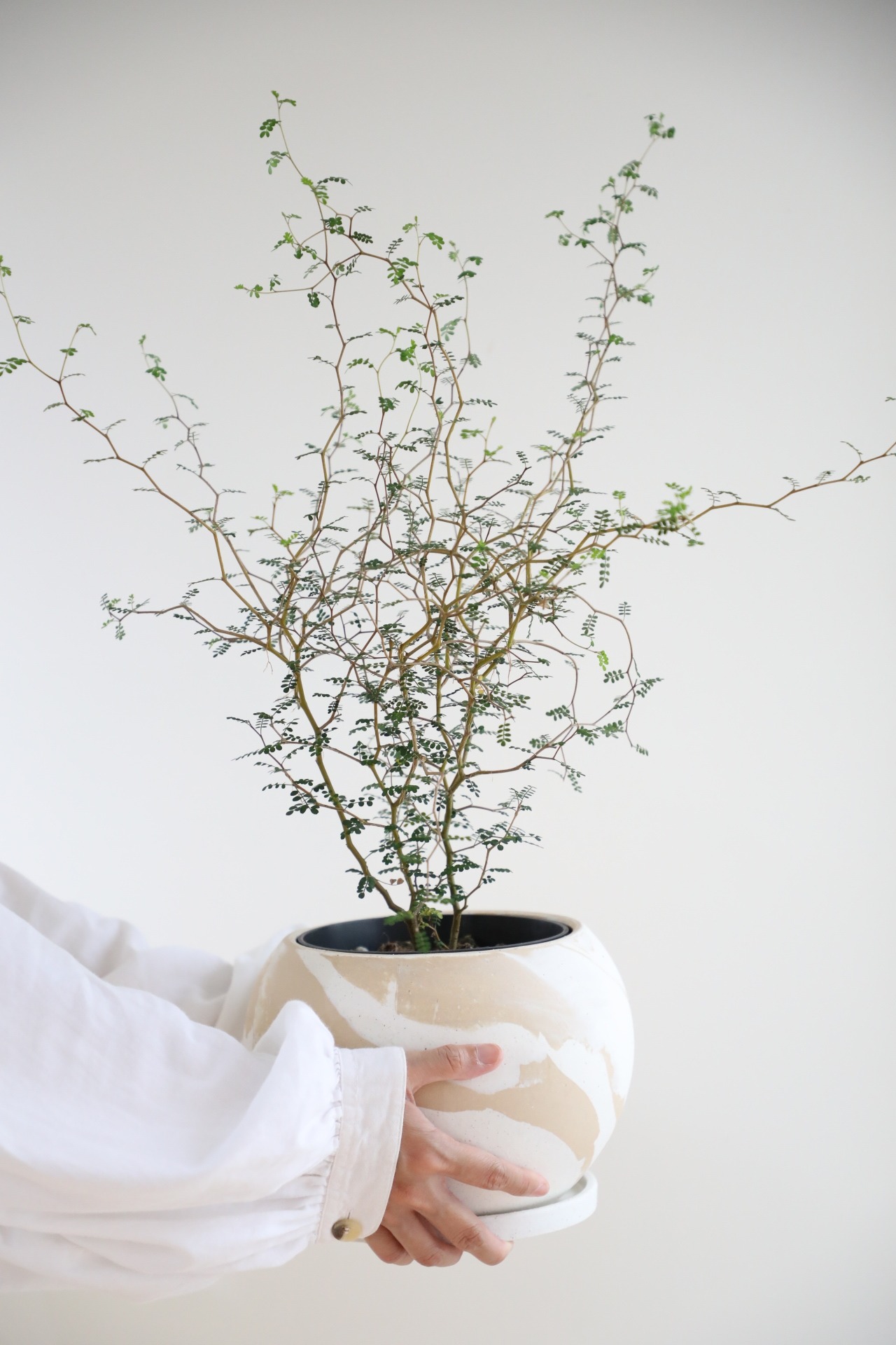 【M】ソフォラ リトルベイビー/Sophora prostrata Little Baby　※陶器鉢付き