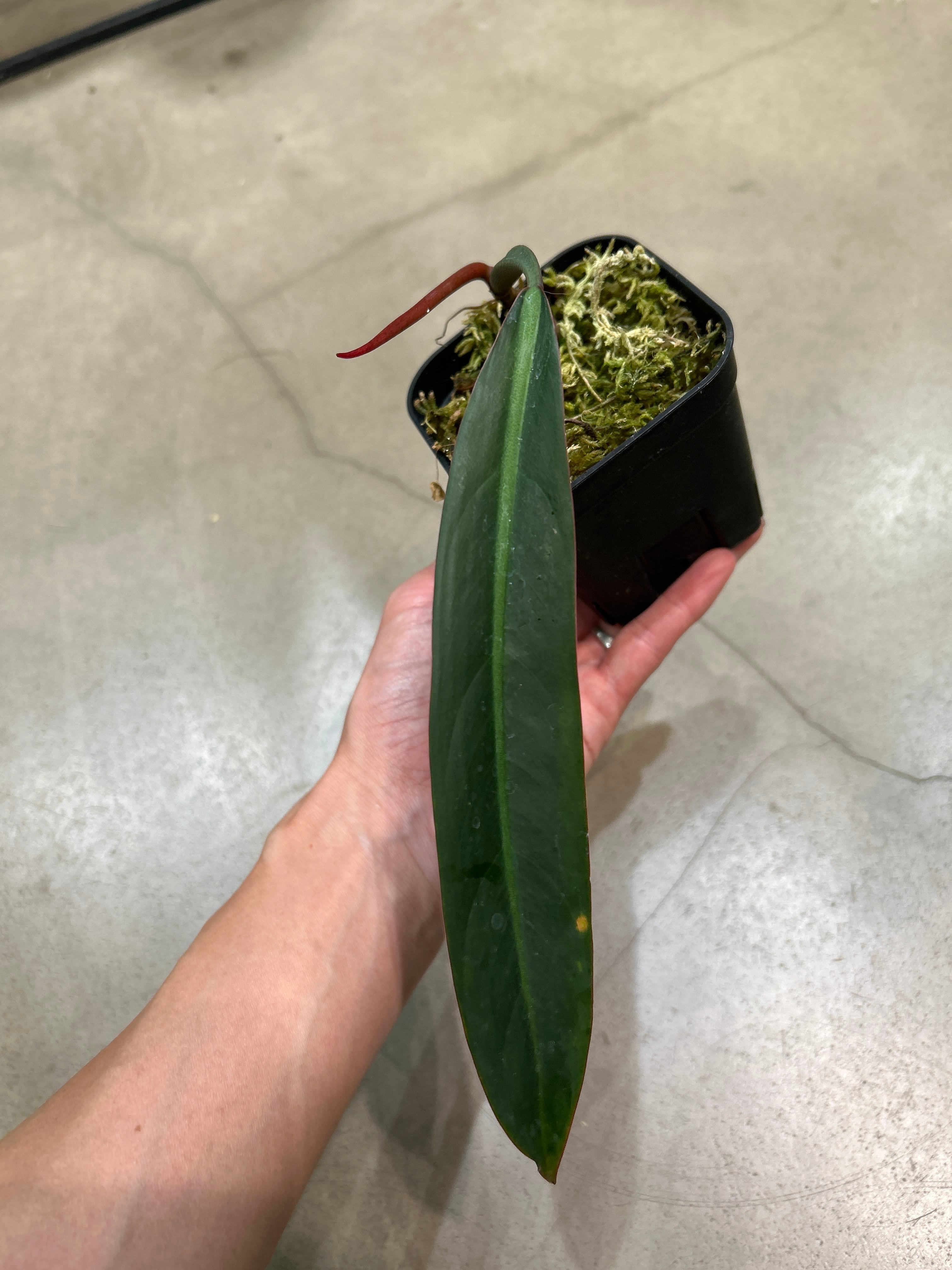 B フィロデンドロン キャラメルマーブル ファイヤータイガー