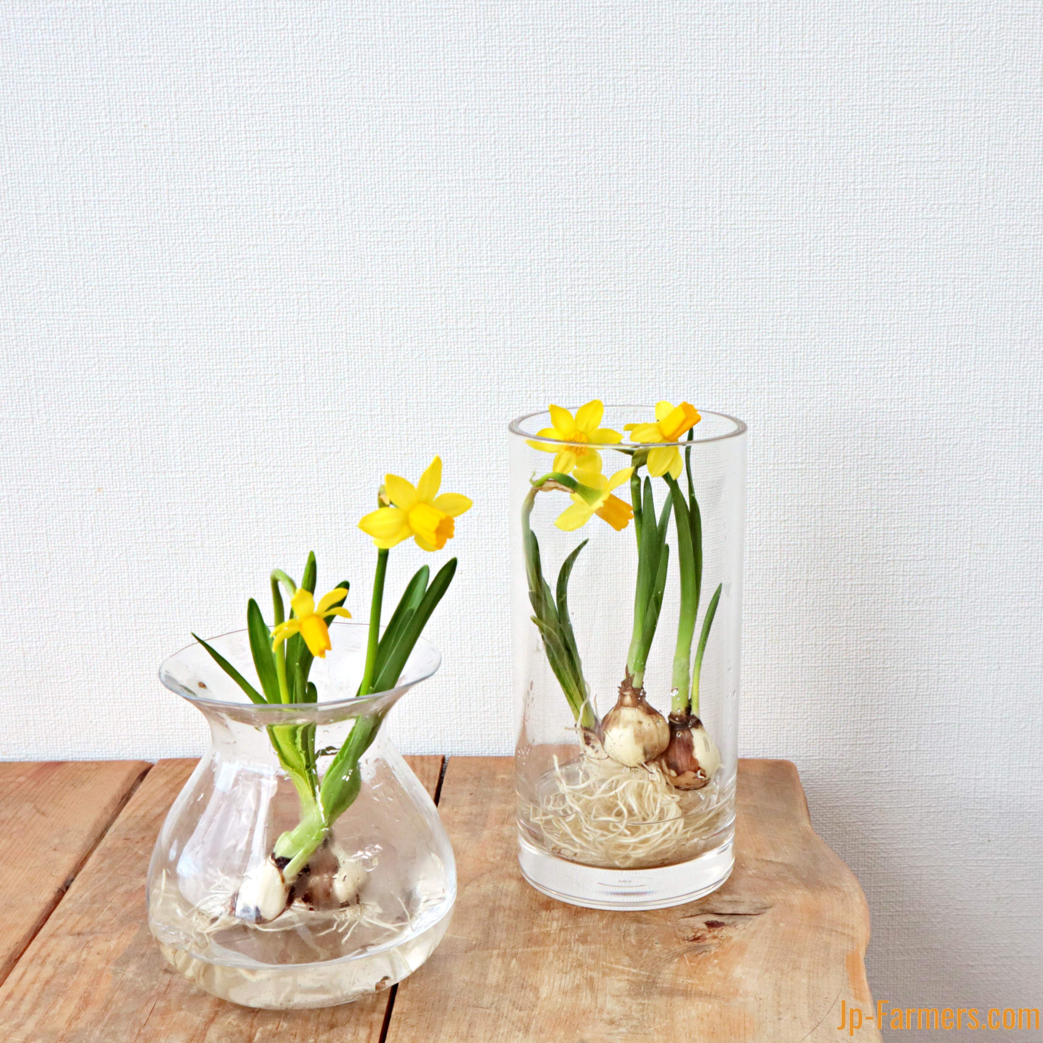 DEKAT（デカット）、チューリップ、水仙、果物、希少な額装用大判画集画 DEKAT（デカット）、チューリップ、水仙、果物、希少な額装用