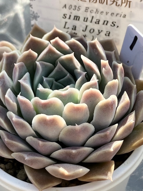 【現物商品】simulans, La Joya 実生苗 ①