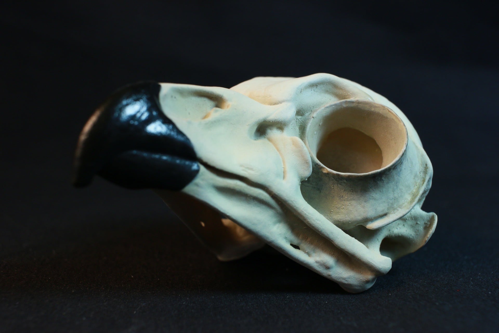 アメリカフクロウ 原寸大頭骨レプリカ | アンフィ合同会社