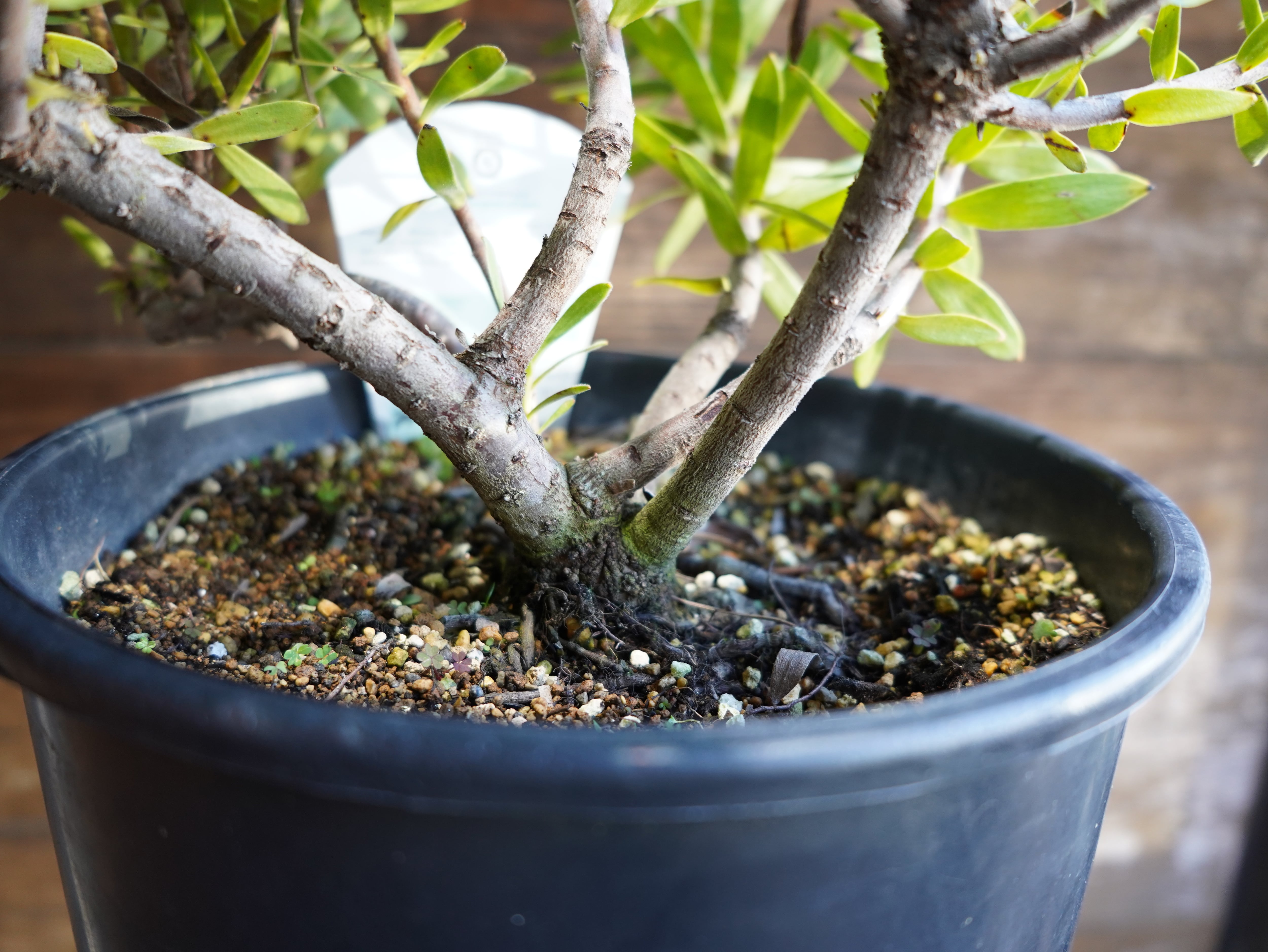 【現物】ミメテス　”クラッカージャックレッド”