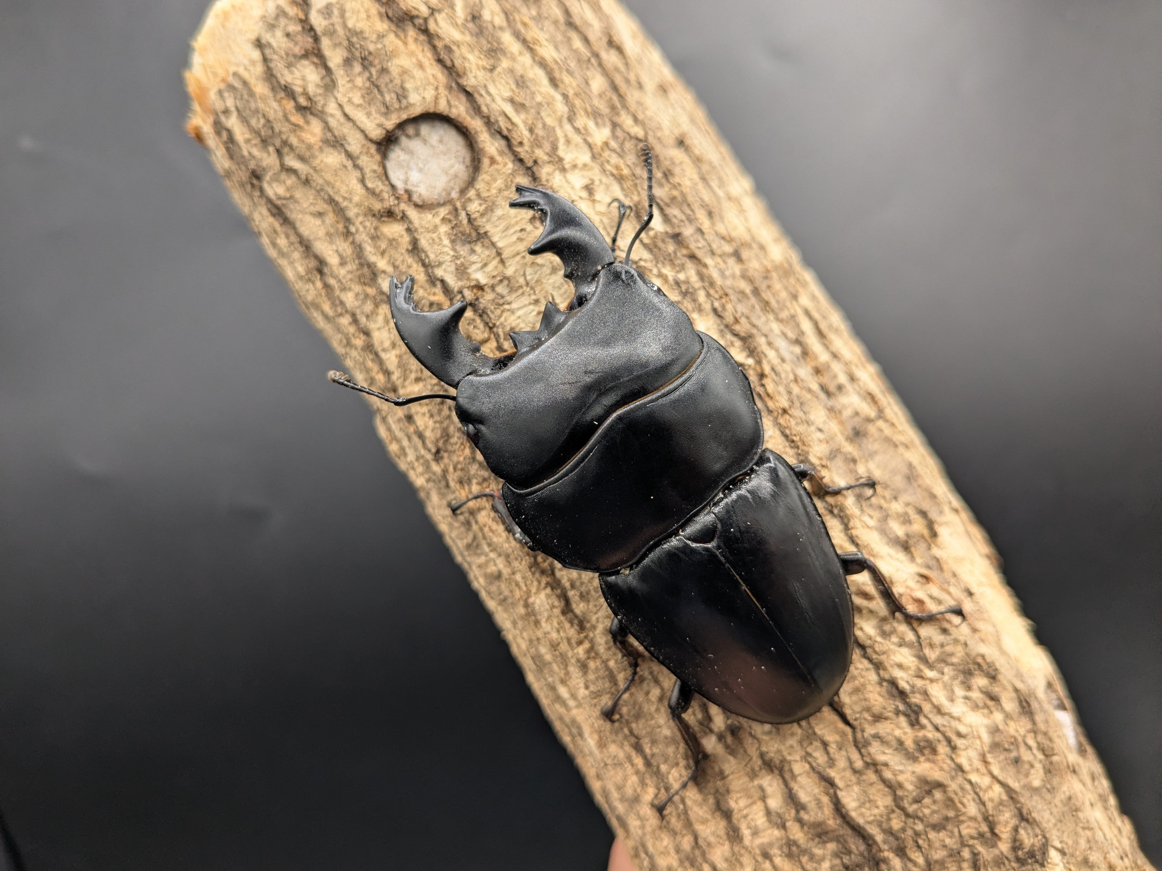 WDアルキデスヒラタ ♂80mm♀35mm