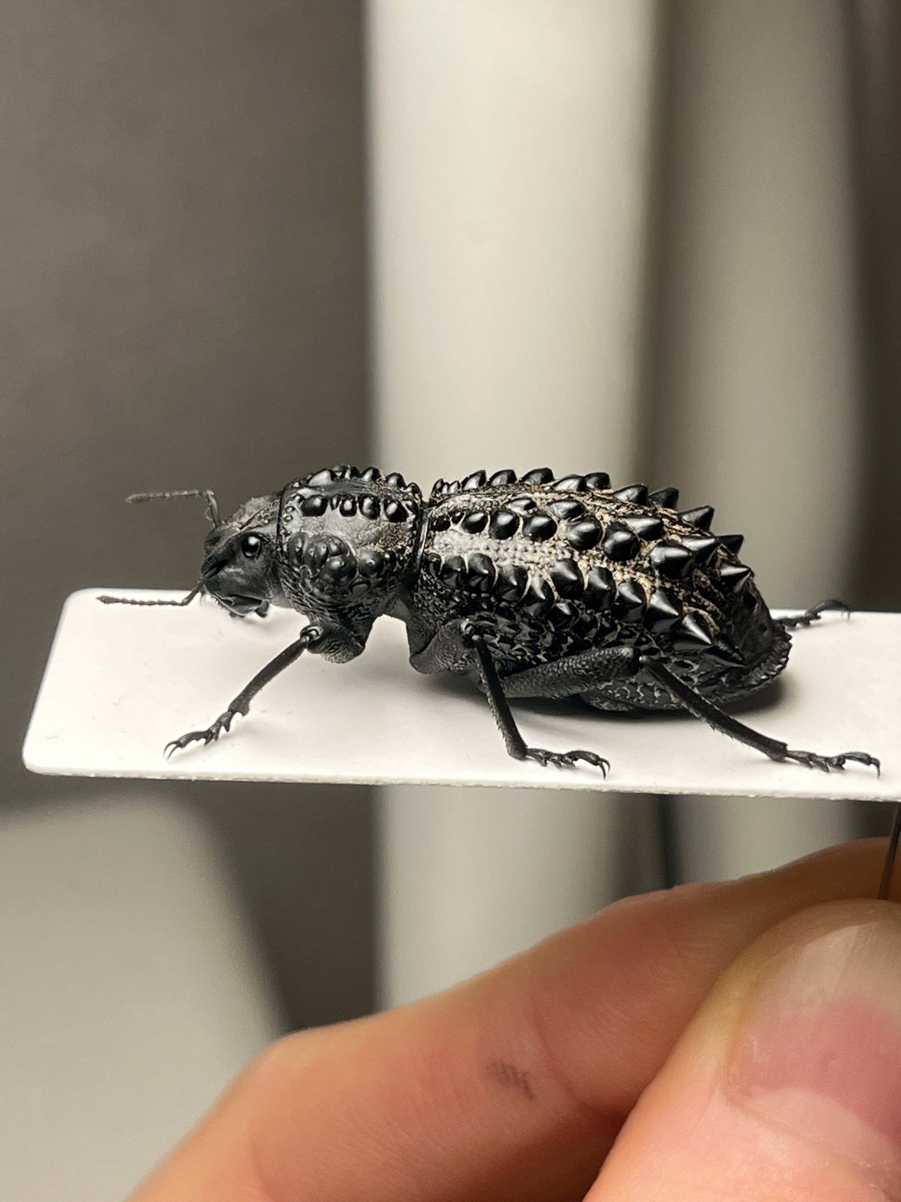 属内最高峰】トゲトゲヘンテコゾウムシ Gagatophorus 標本甲虫フン