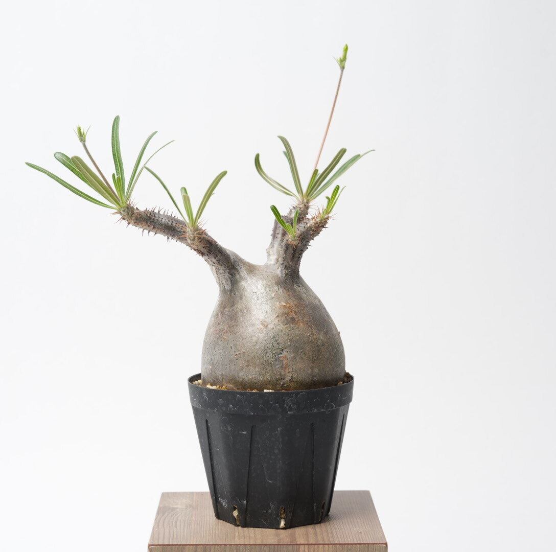 パキポディウム グラキリス no.8〈発根済み〉 | SPECIAL OTHER WORKS