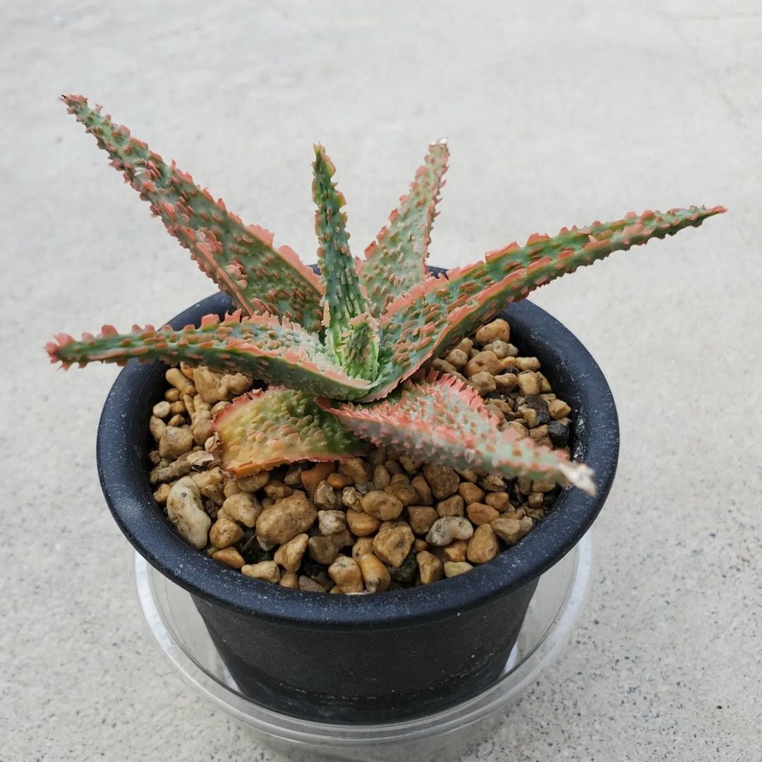 TCTグロリアスドラゴン 大きめ子株2ケ生え アロエ ハイブリッド第四種