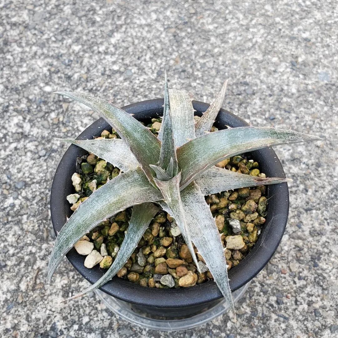 名前（園芸品種名）付き | レアプランツ通販サイトPlants Maniax