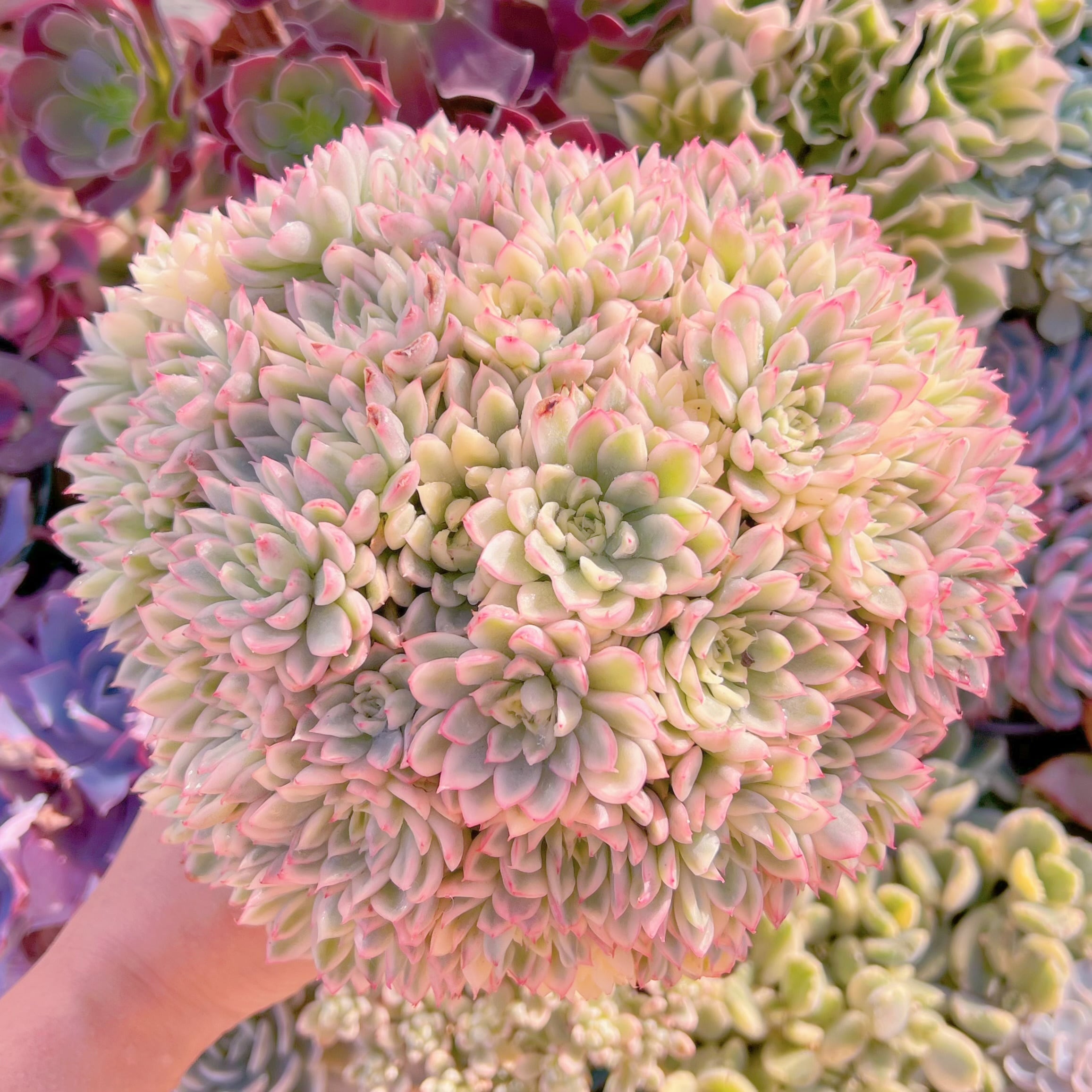 現品　女雛錦#833　新入荷　レア特特大群生22cm以上　るる農園