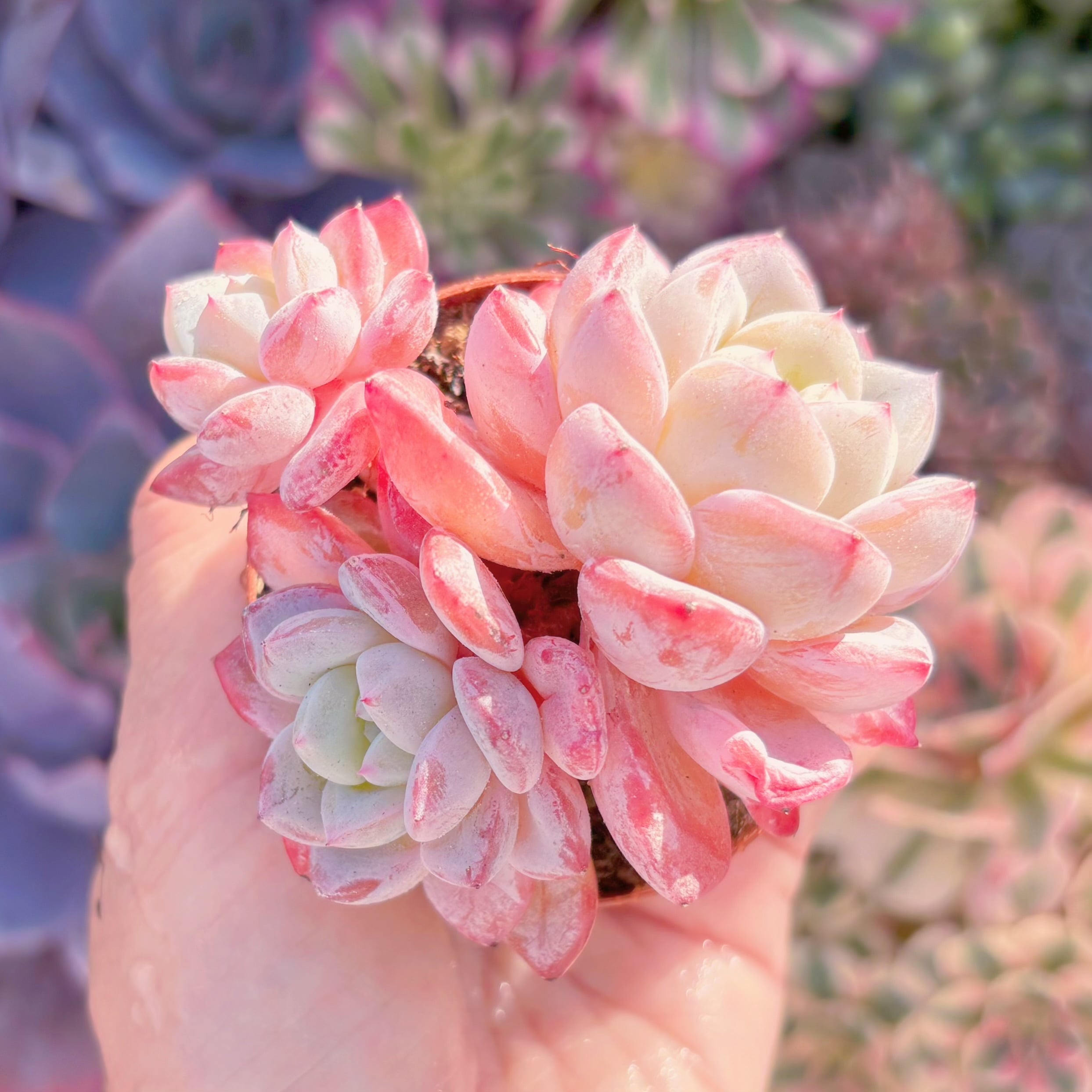 現品　Werther#B54　群生　在庫僅少　るる農園