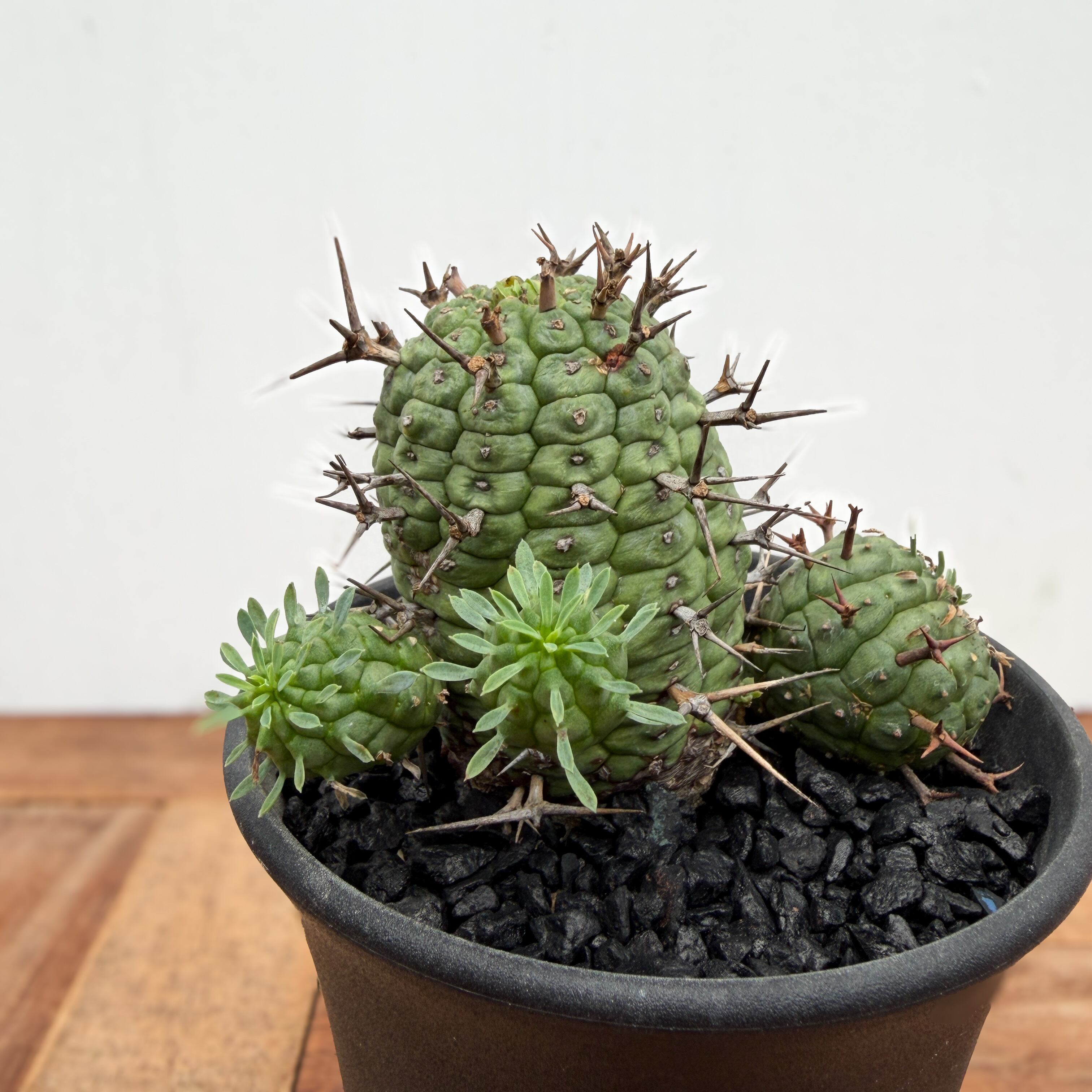 Euphorbia Stellispina【ユーフォルビア・群星冠・ステリスピナ