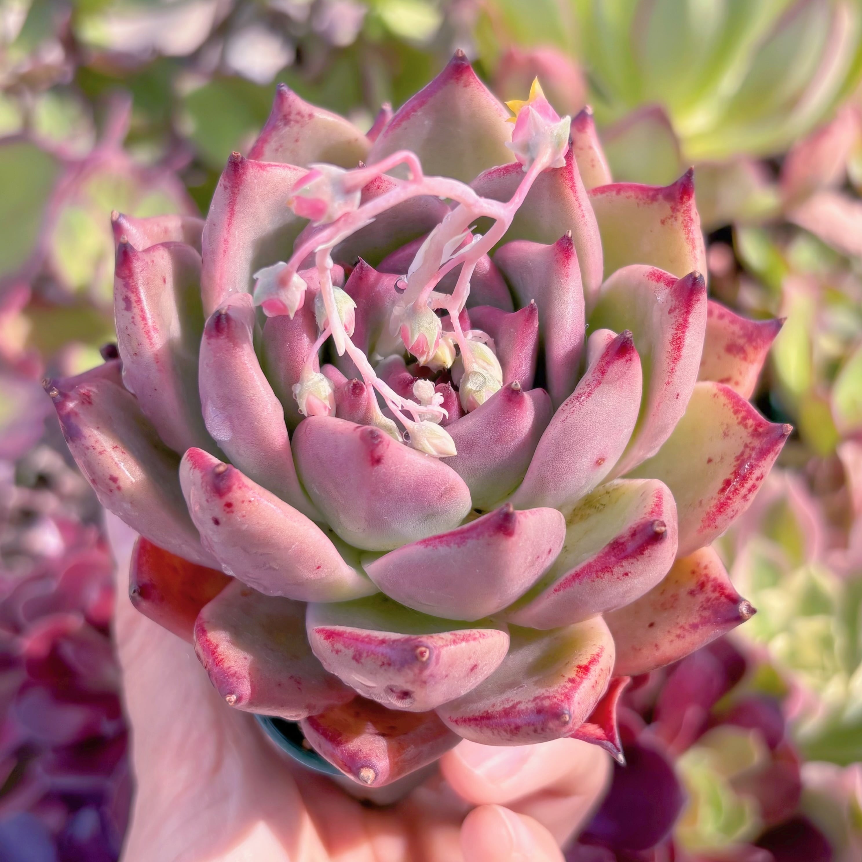 現品　ロメオxマリア#2221　大苗　るる農園