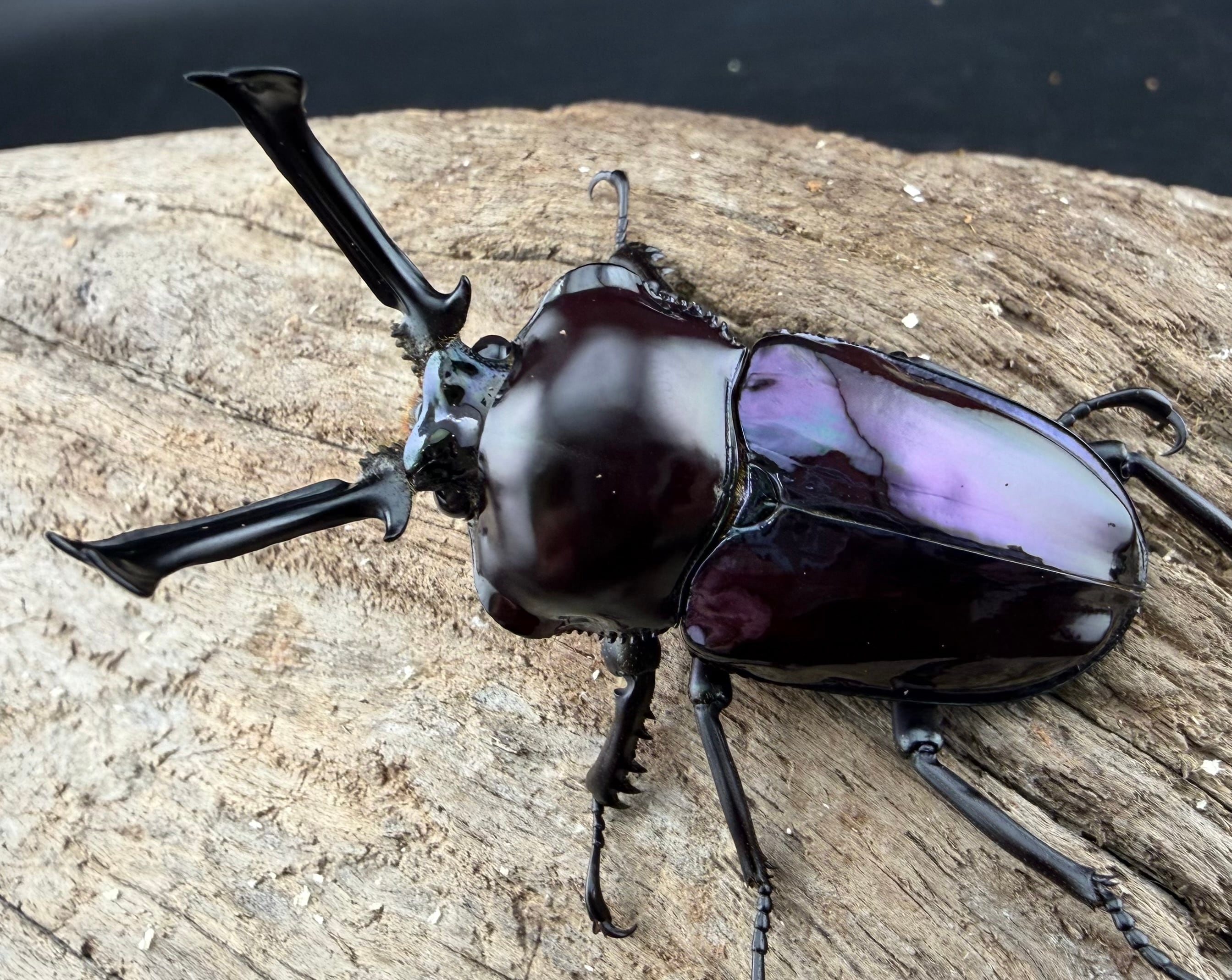 ニジイロクワガタ 紫紺系 52mm ペア》 | KPW公式オンラインショップ