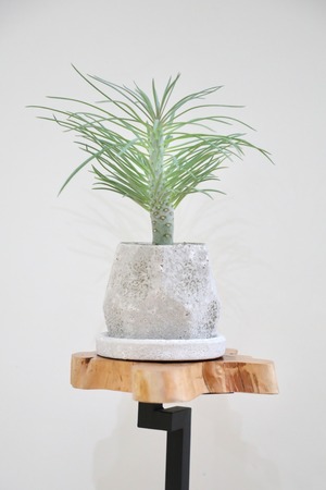 【S】セネシオ　クレイニア　ネリイフォリア/Senecio kleinia