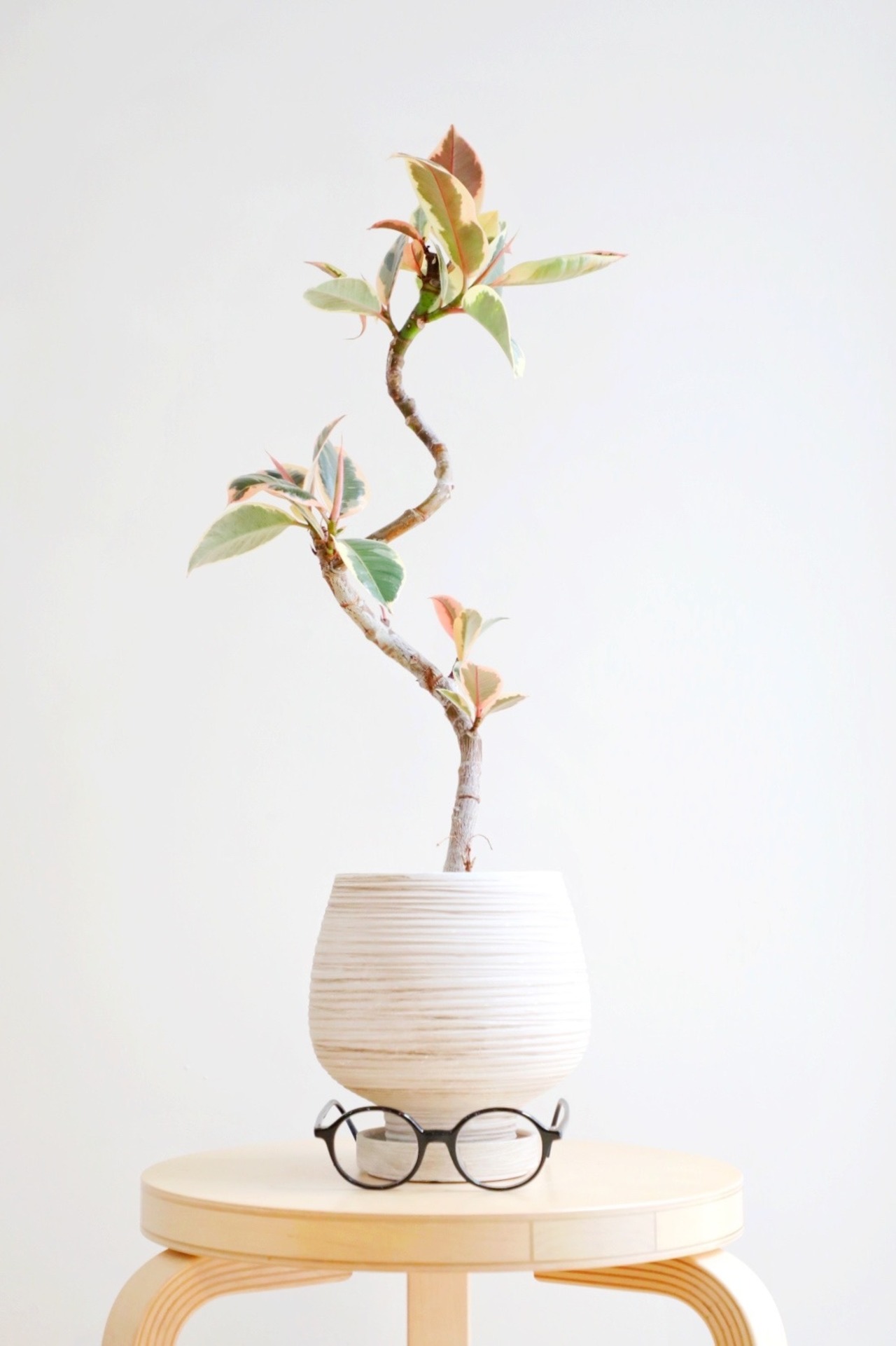 【M】フィカス ティネケ/Ficus