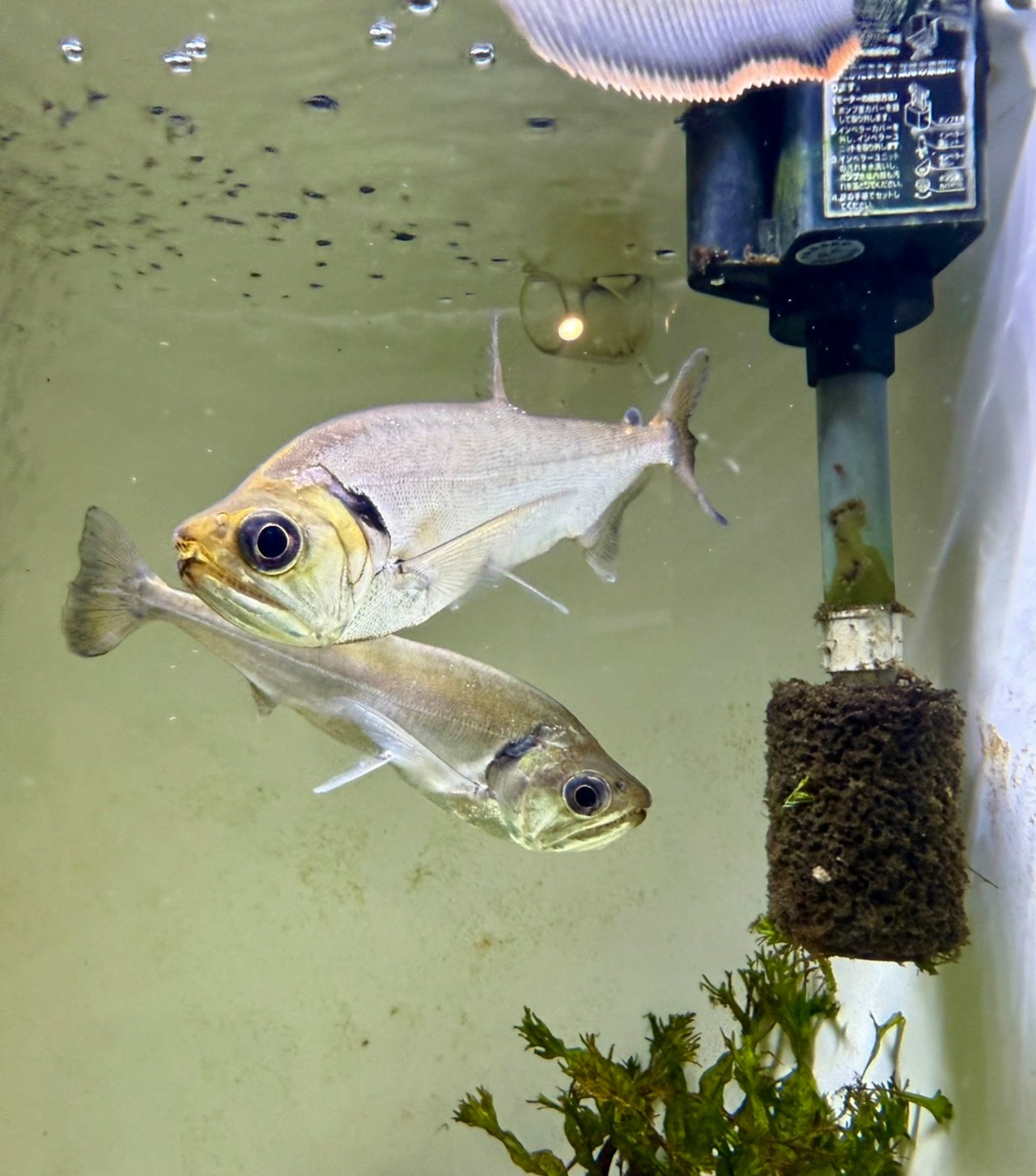 ワイルド・レッドフィンペーシュカショーロ - 3