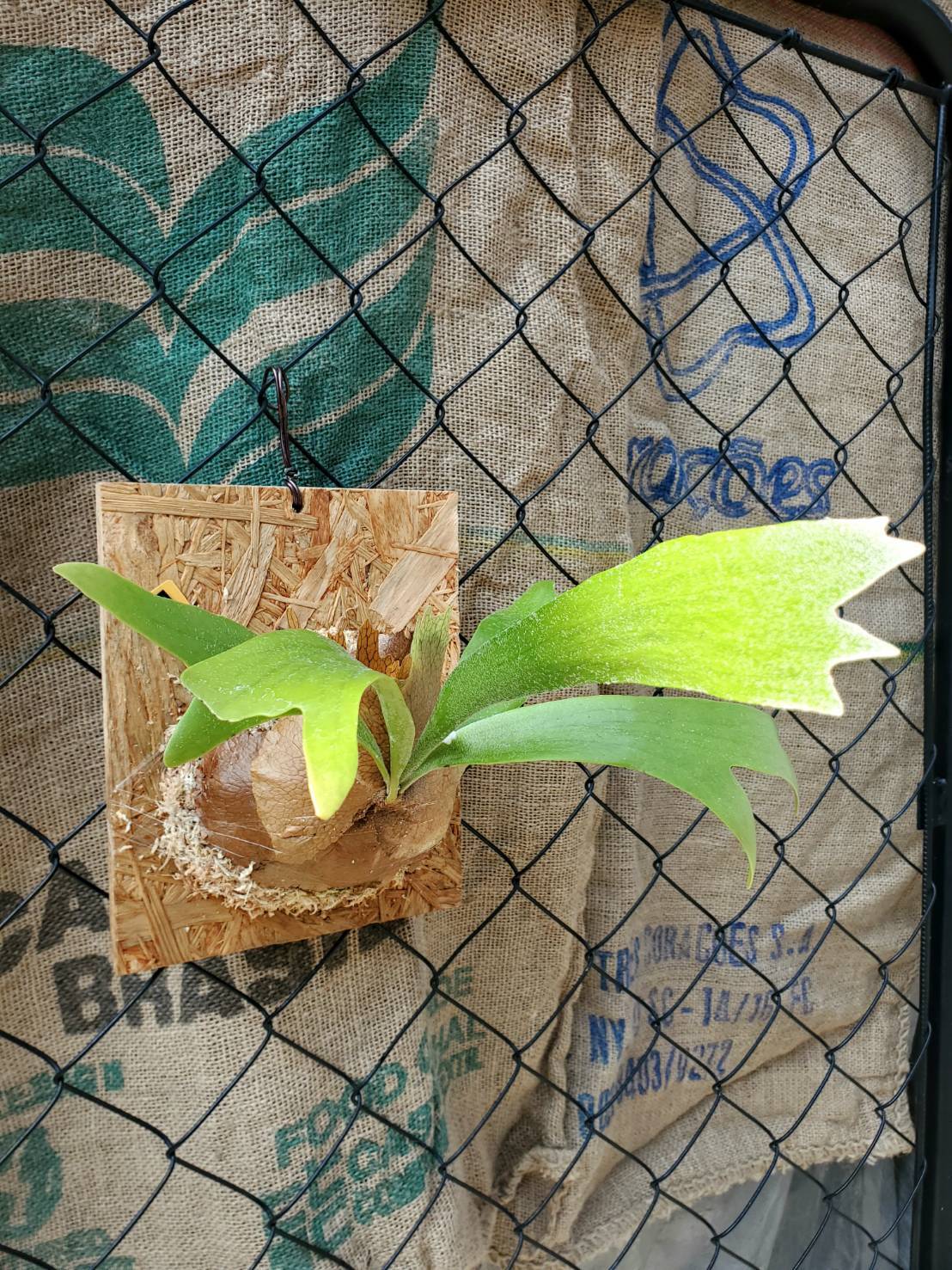 ビカクシダ ジェイドガール スポア 益子焼 鉢付き 4号 ビカクシダ Jade