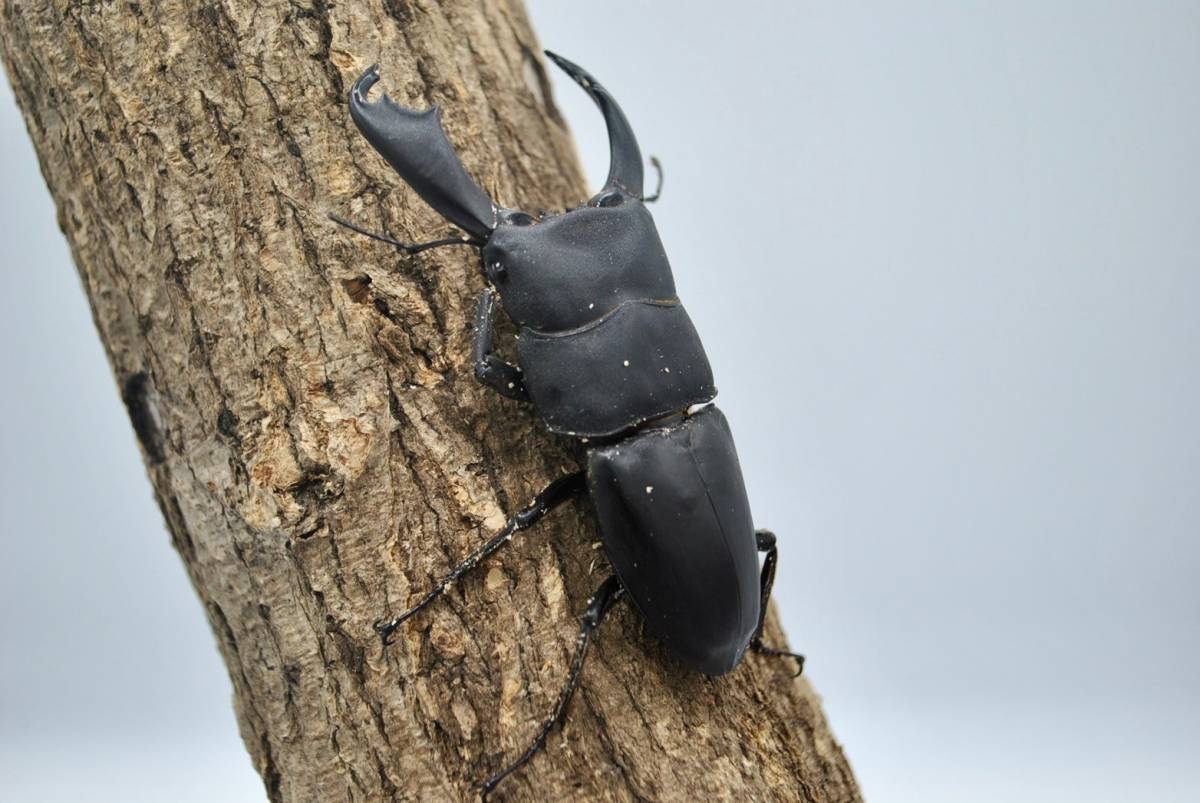 【SANYO】 サンヨー 冷凍ショーケース 3相200Ｖ SCR-1503WG SANYO】 サンヨー 冷凍ショーケース 3相200V SCR-1503WG