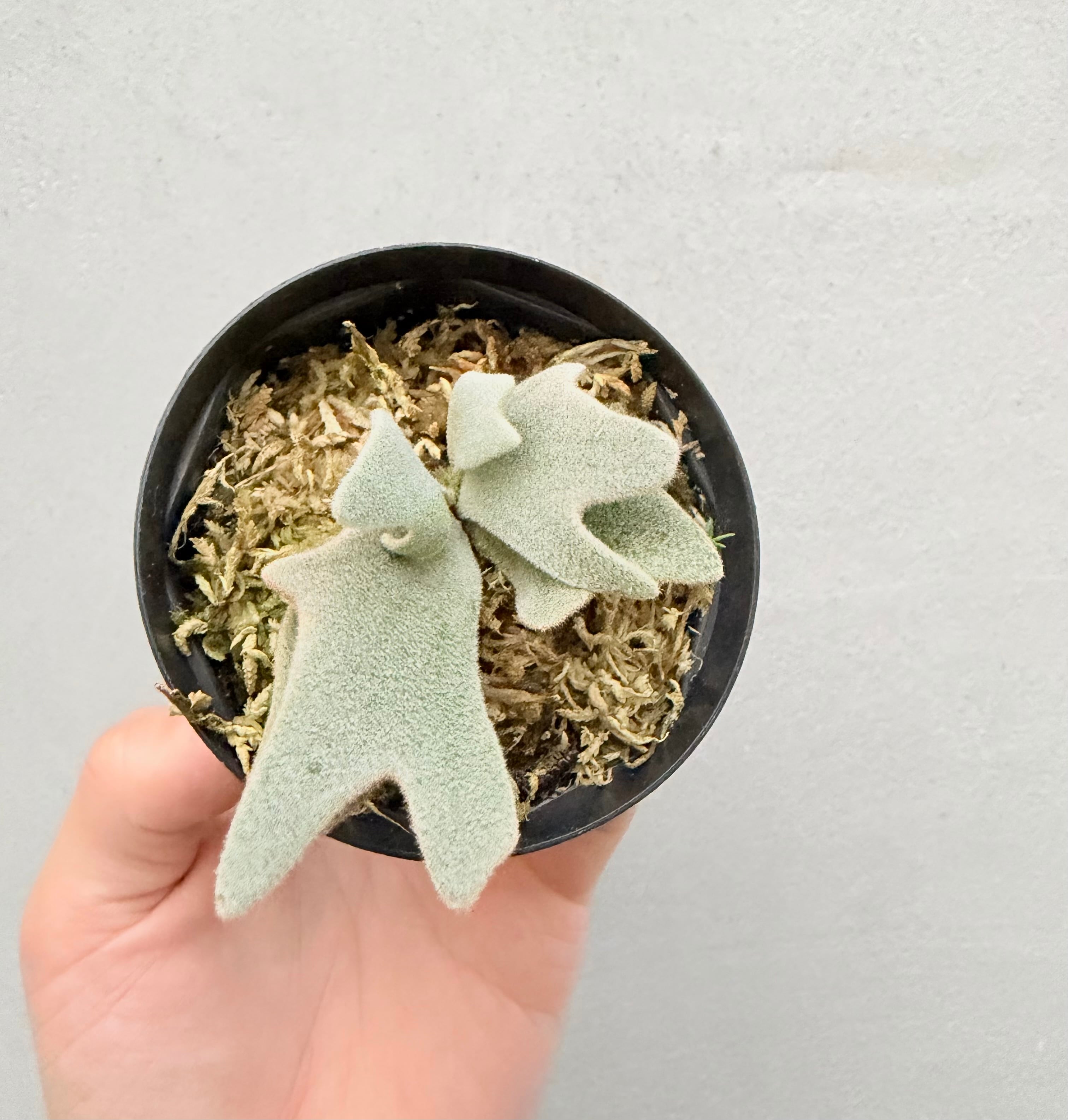 c) P. willinckii 'Frosty Maiden' spore grown ②ビカクシダ