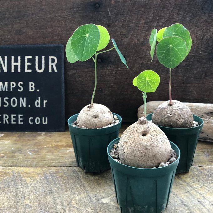 楽天市場】ユーカリグニーの通販 ボリューム株 ユーカリ グニー 鉢植え