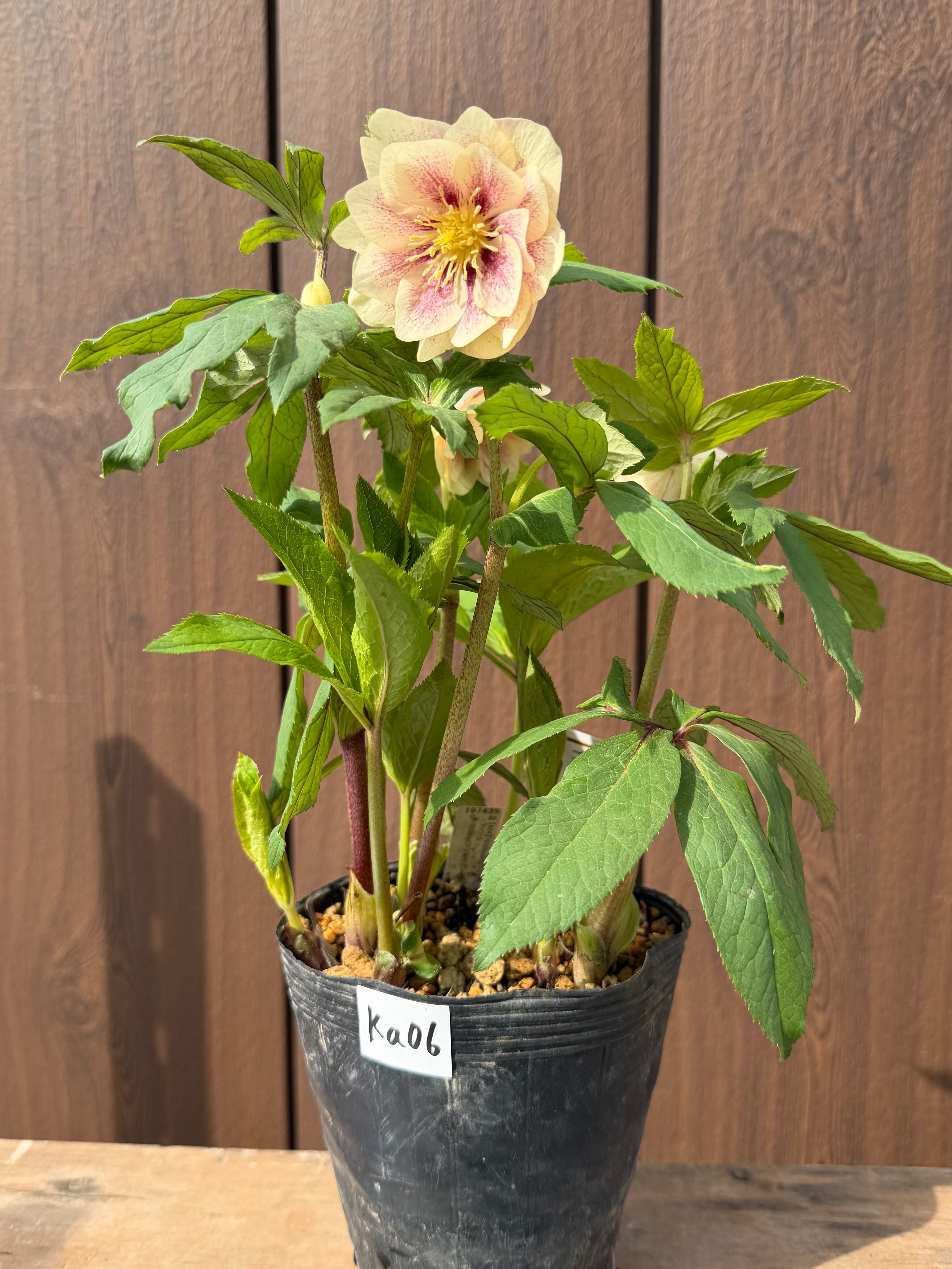 プリマヴェーラゴールド 加藤農園 クリスマスローズ【Ka06】送料無料