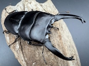 【WD】長歯《アルキデスヒラタ ベンクール産 92mm ペア》