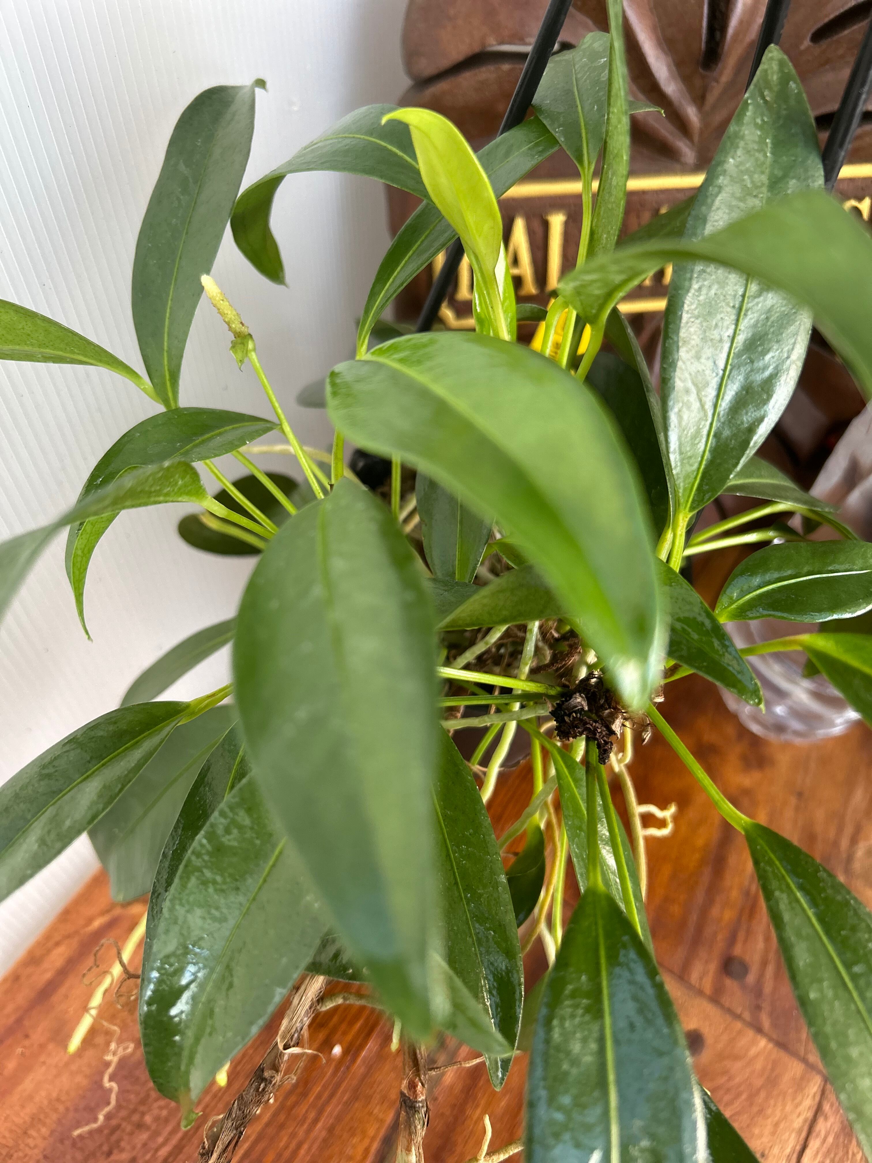 Anthurium | BA PLants